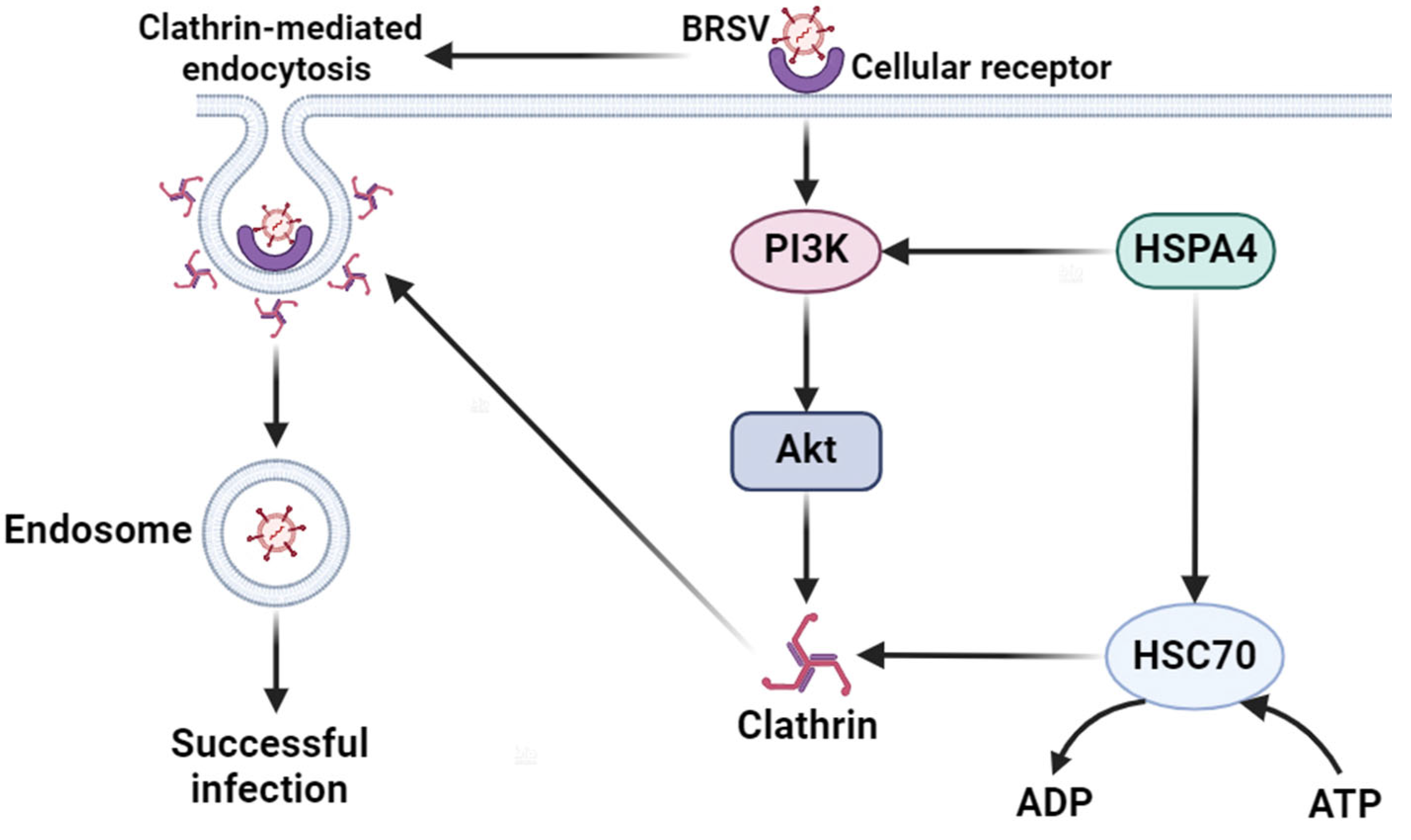 Viruses 16 01784 g008