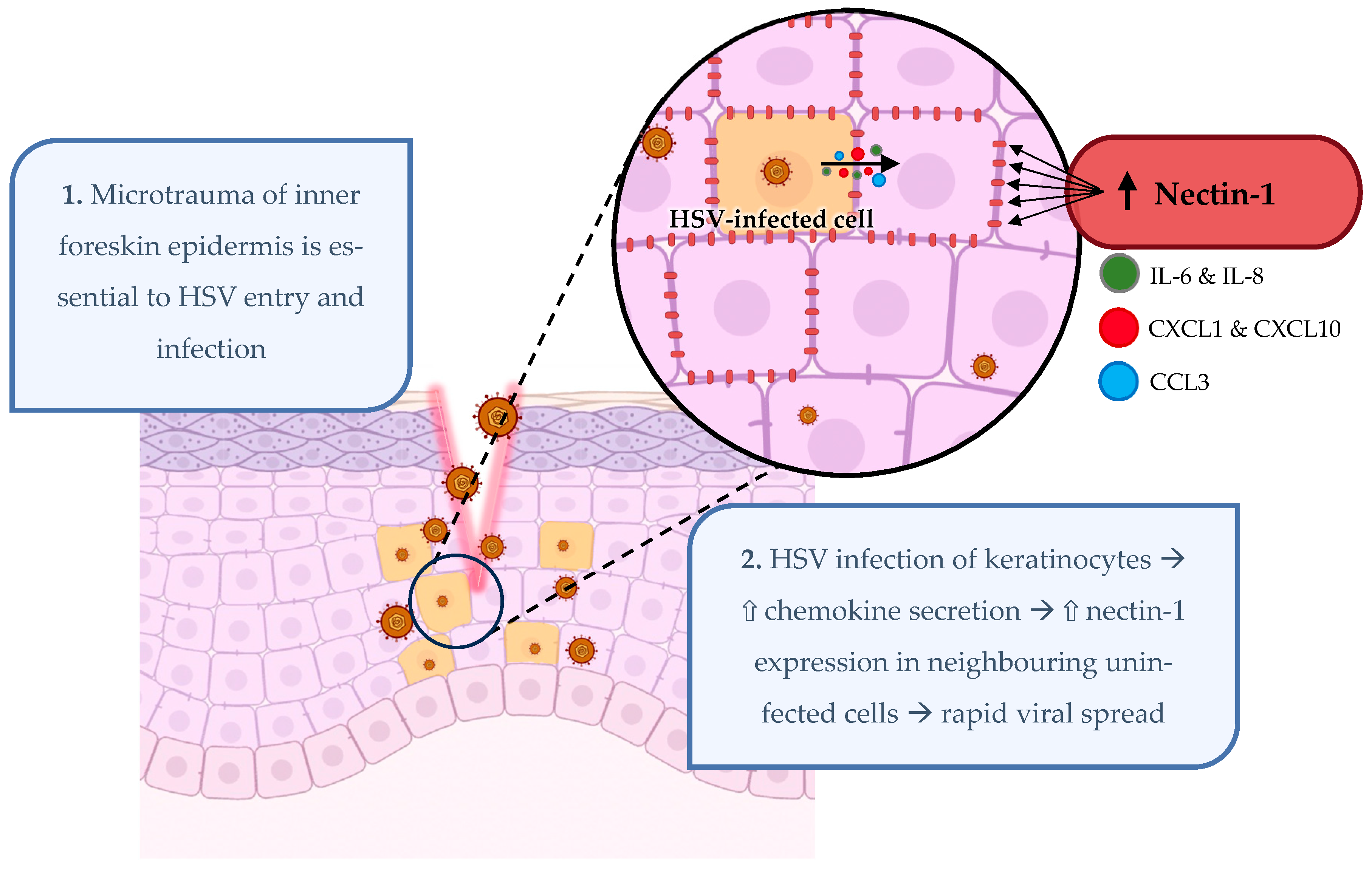Viruses 16 01790 g002