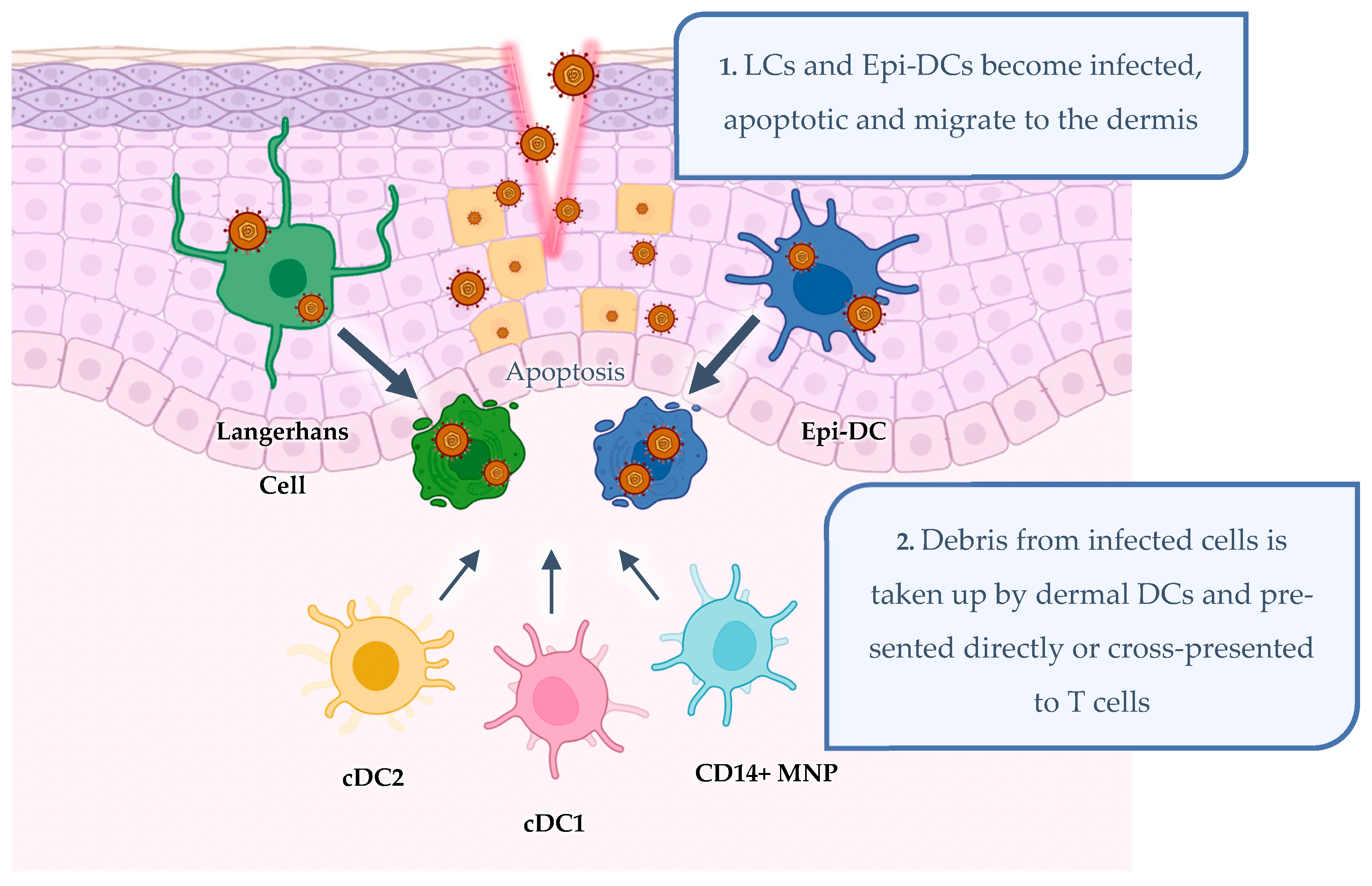 Viruses 16 01790 g003