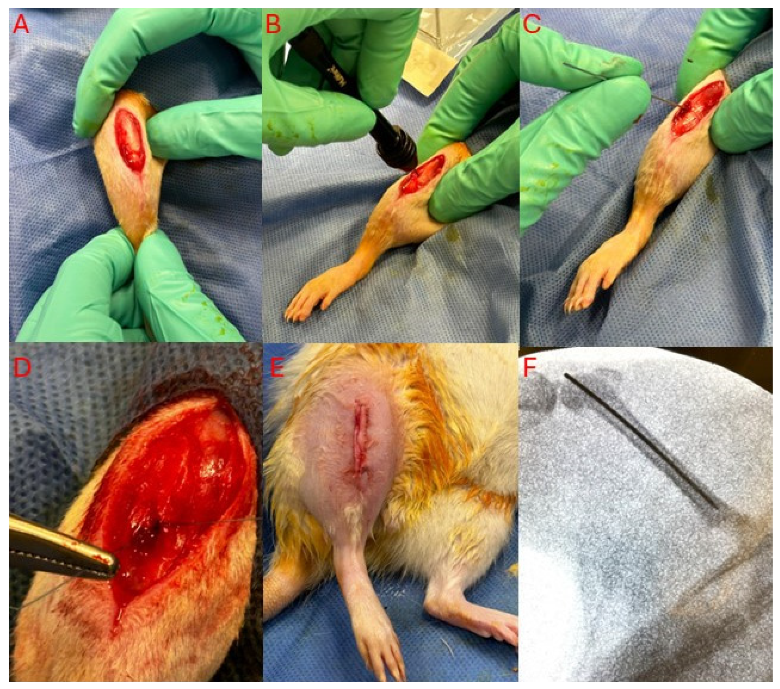 Viruses 16 01800 g001