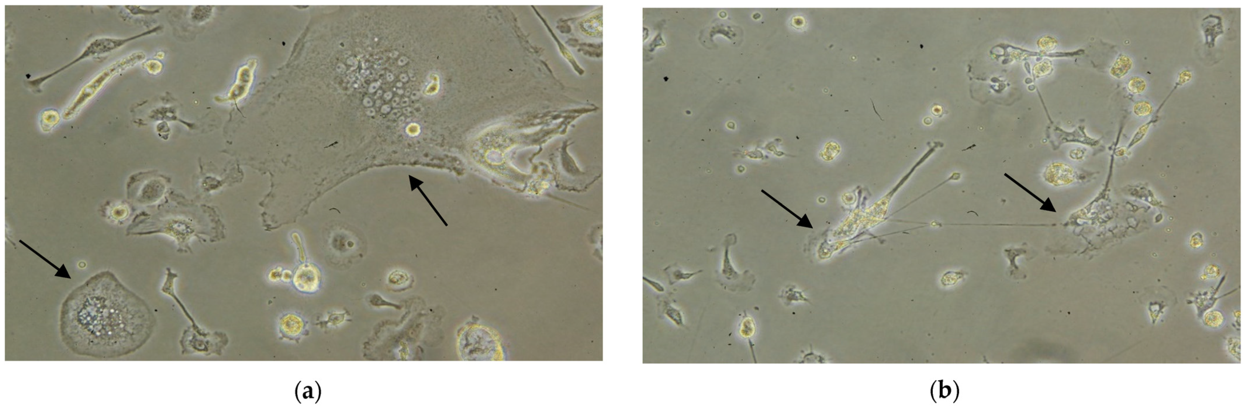 Viruses 16 01804 g001