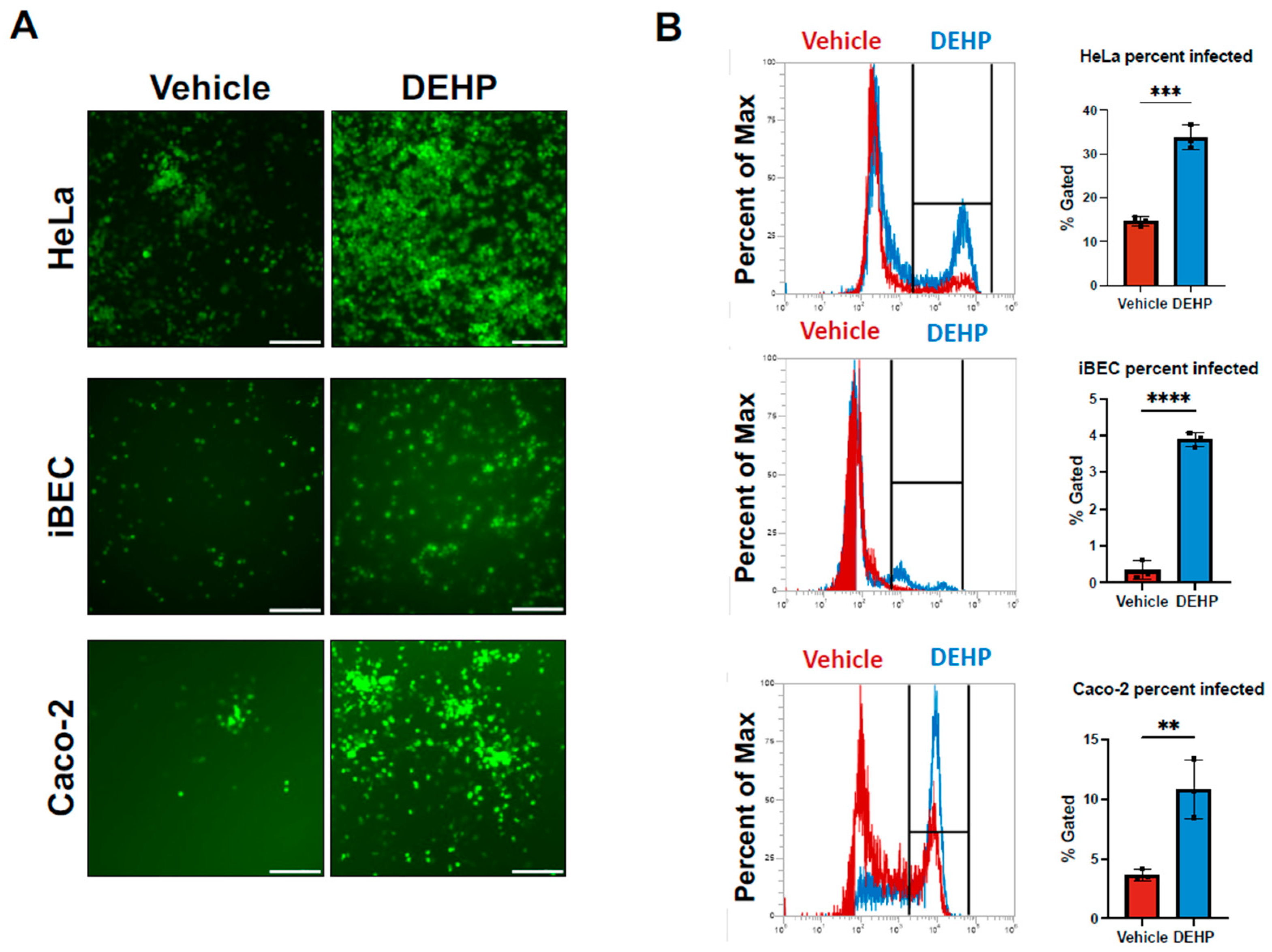 Viruses 16 01821 g001