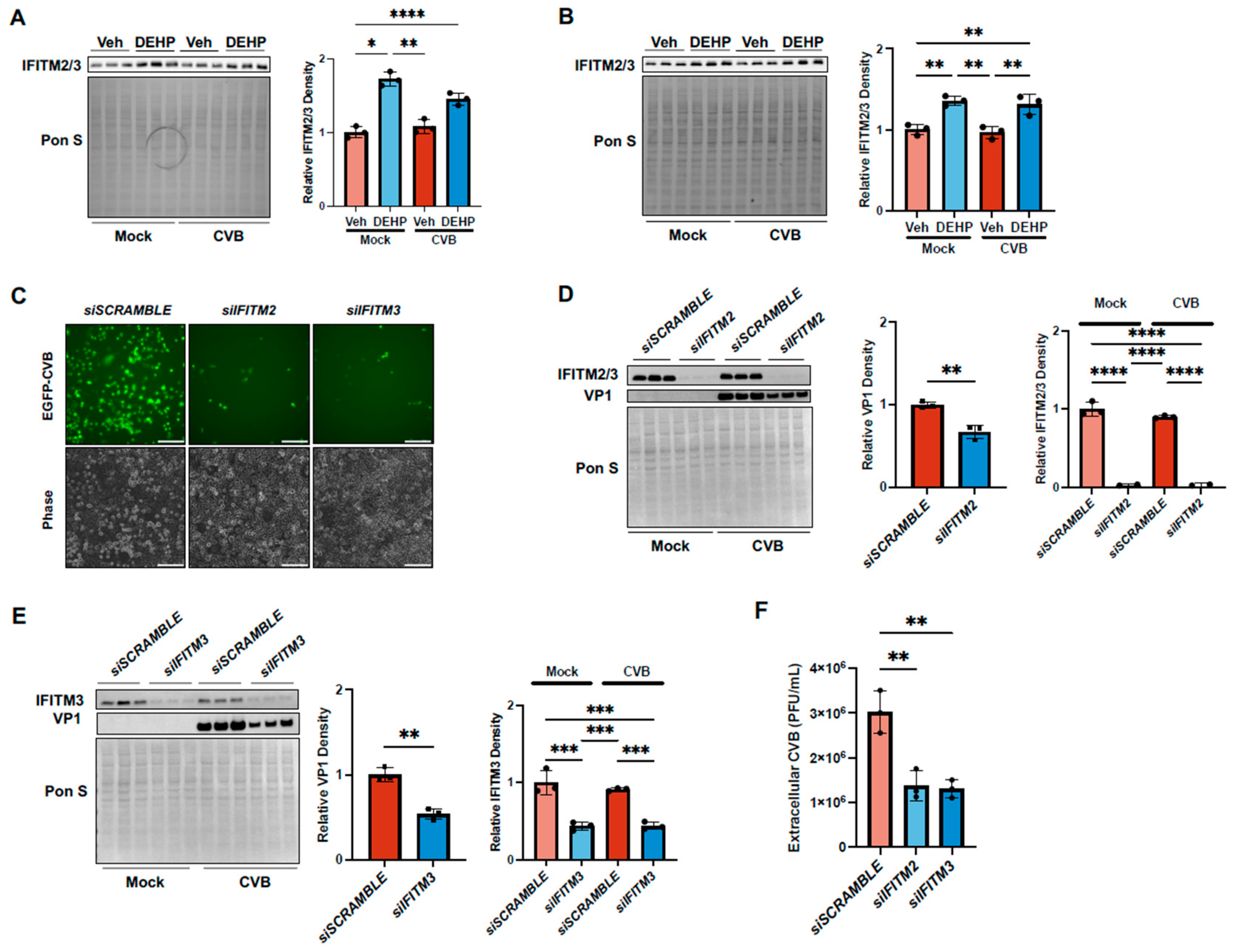 Viruses 16 01821 g004