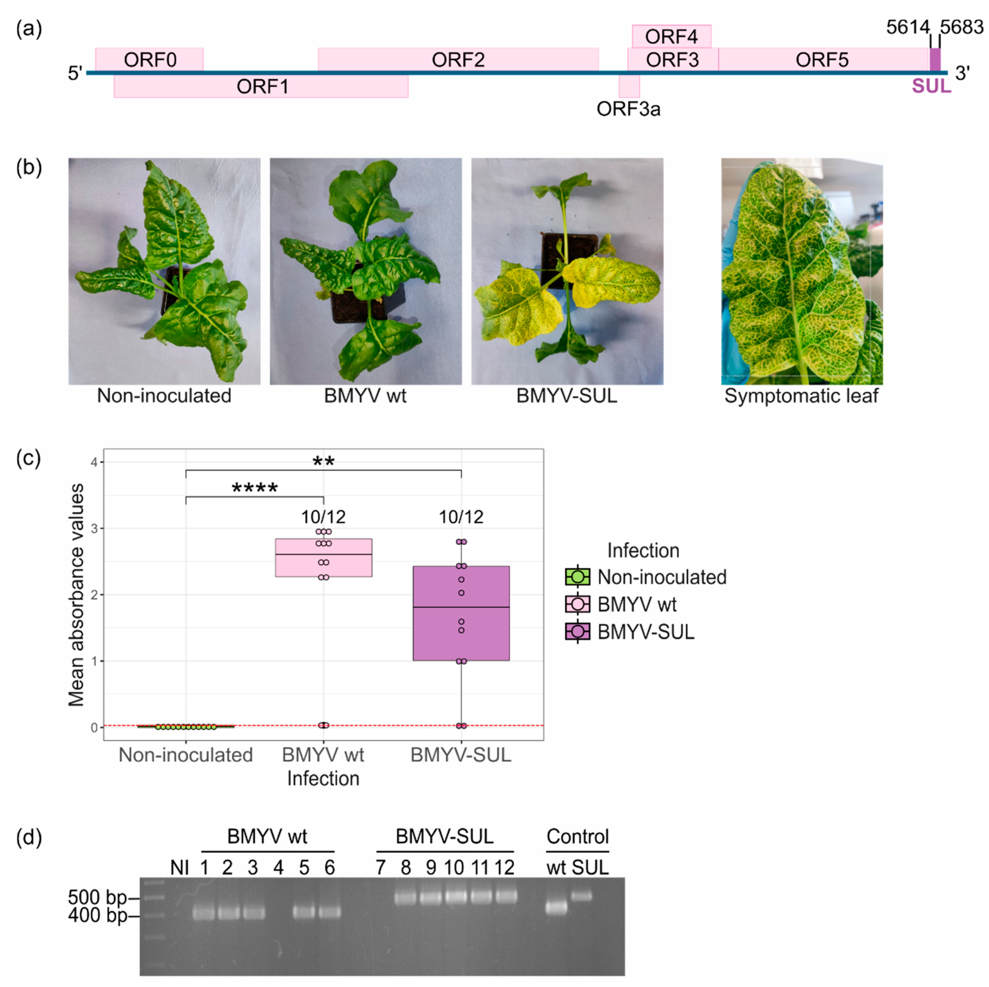 Viruses 16 01823 g001