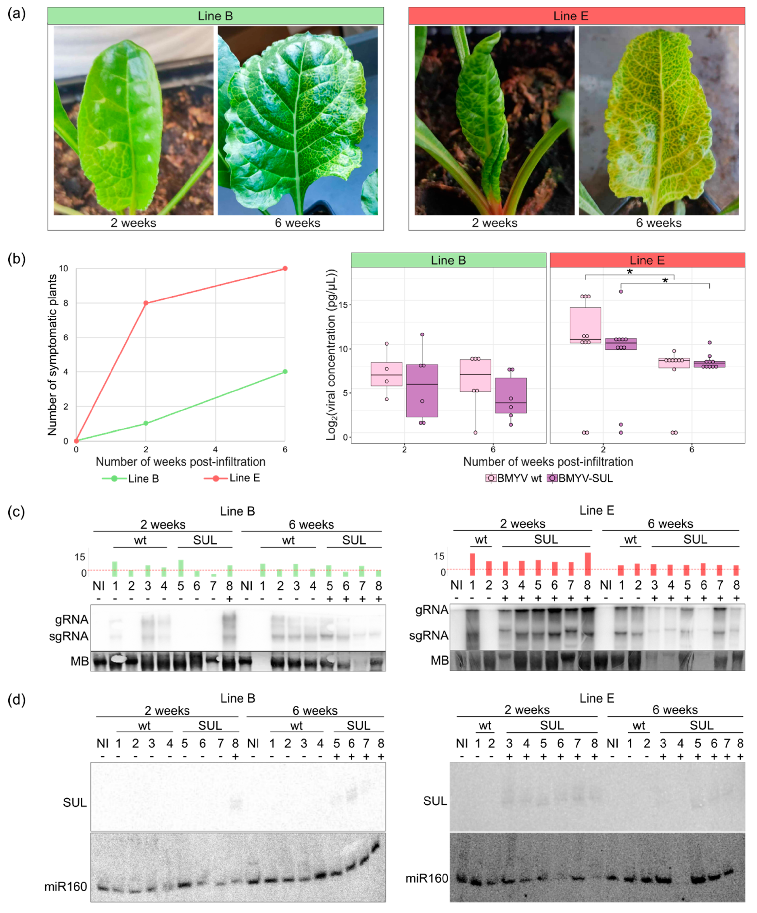 Viruses 16 01823 g005