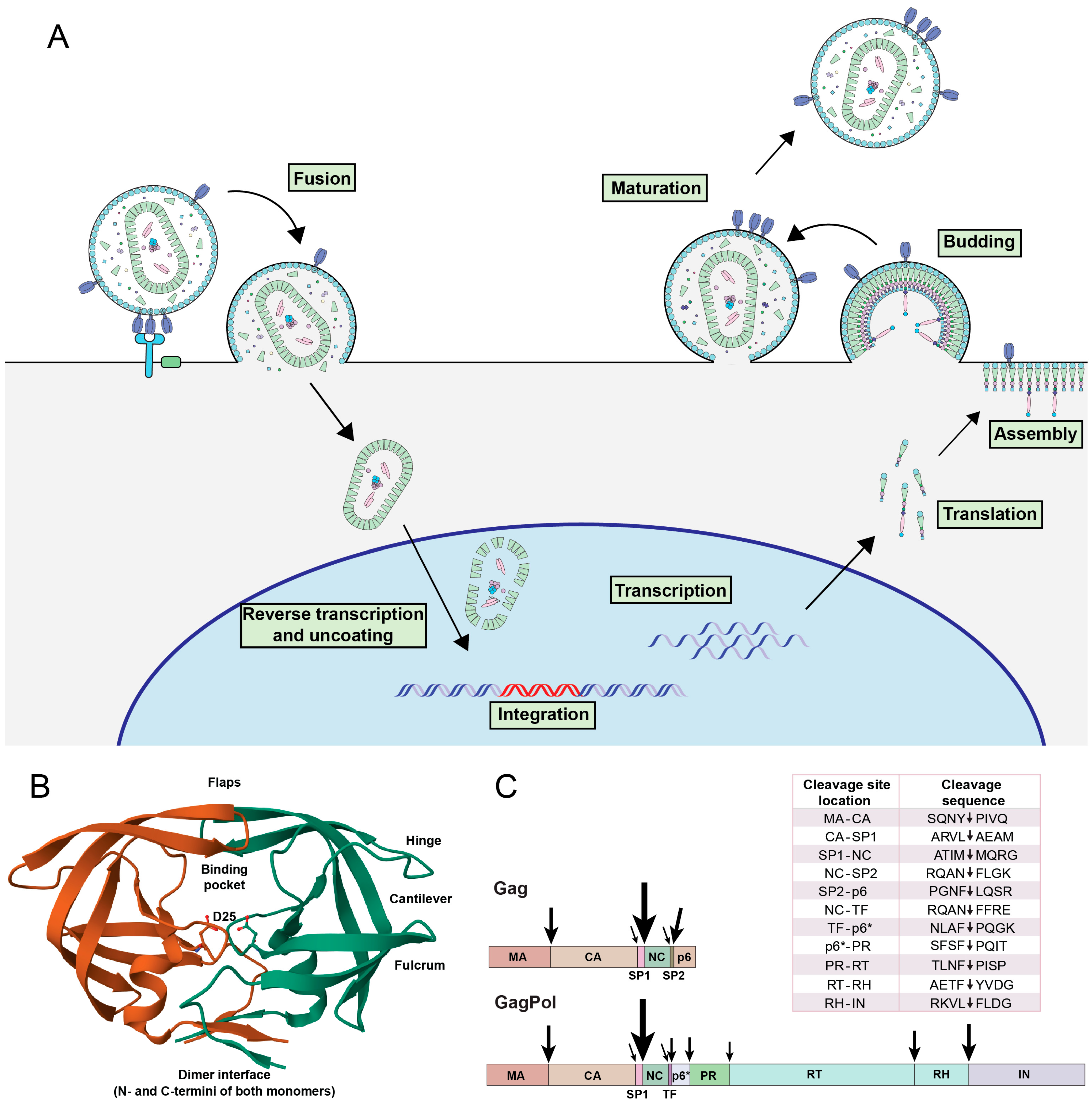 Viruses 16 01826 g001 Viruses 16 01826 g001