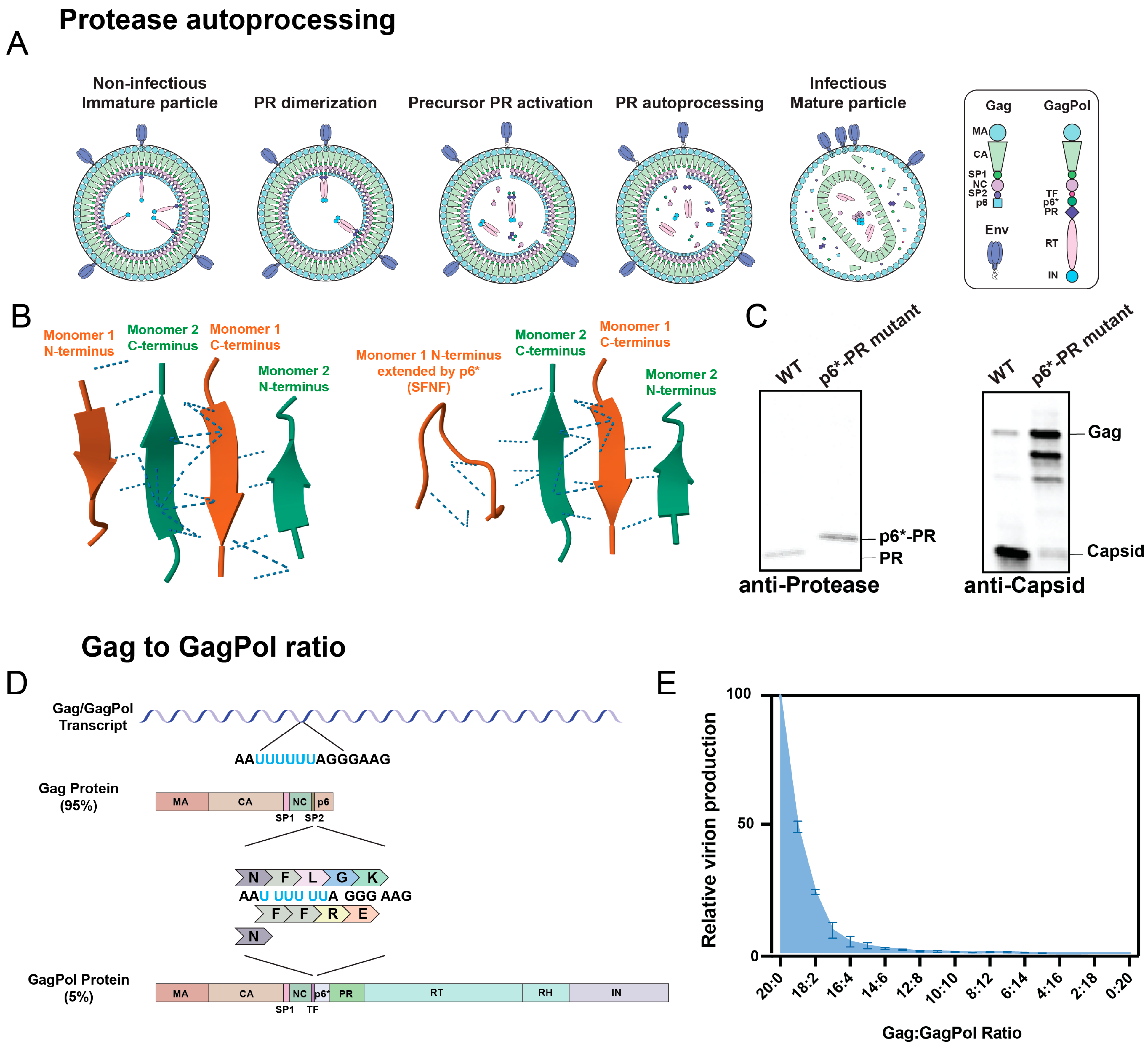 Viruses 16 01826 g002a Viruses 16 01826 g002a