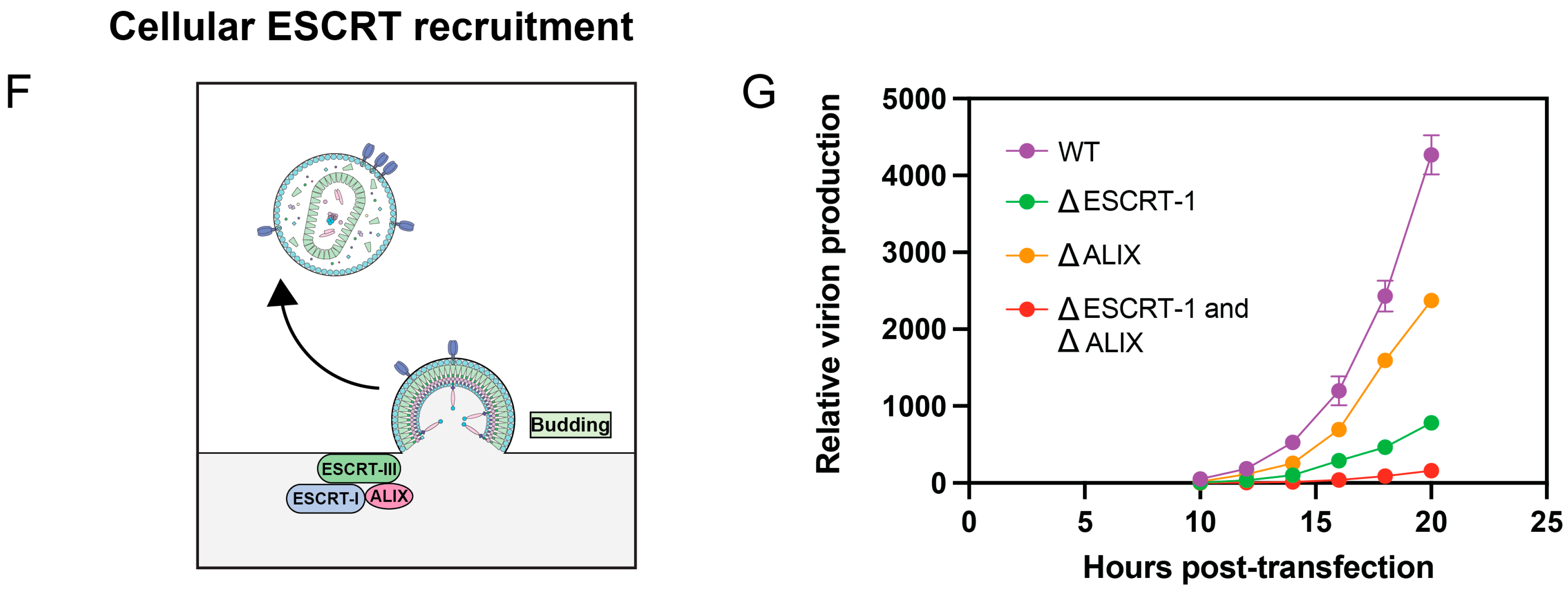 Viruses 16 01826 g002b Viruses 16 01826 g002b