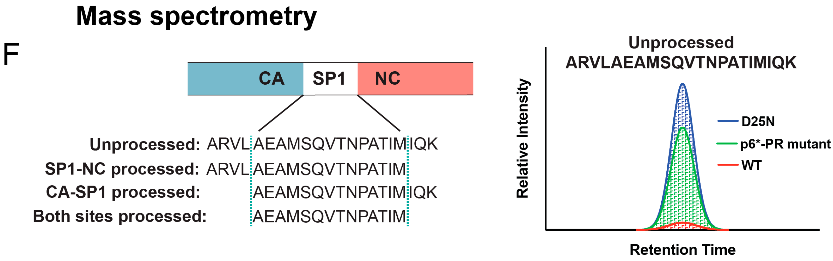 Viruses 16 01826 g003b Viruses 16 01826 g003b