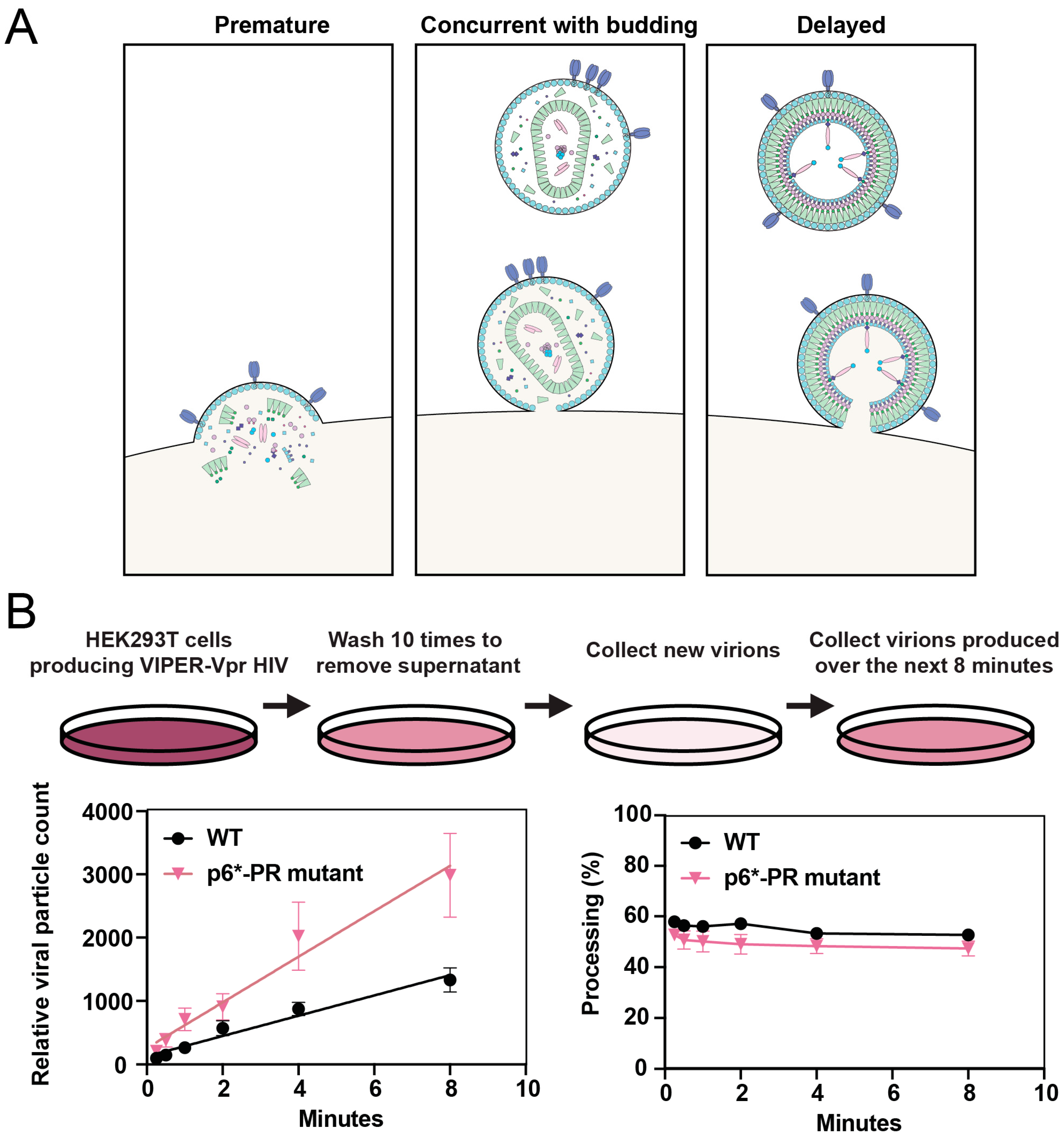 Viruses 16 01826 g004 Viruses 16 01826 g004