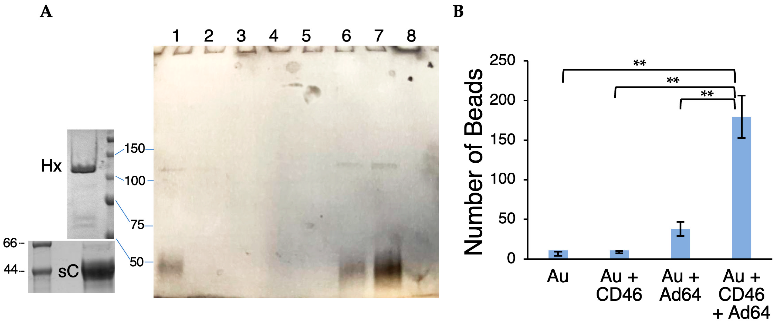 Viruses 16 01827 g002