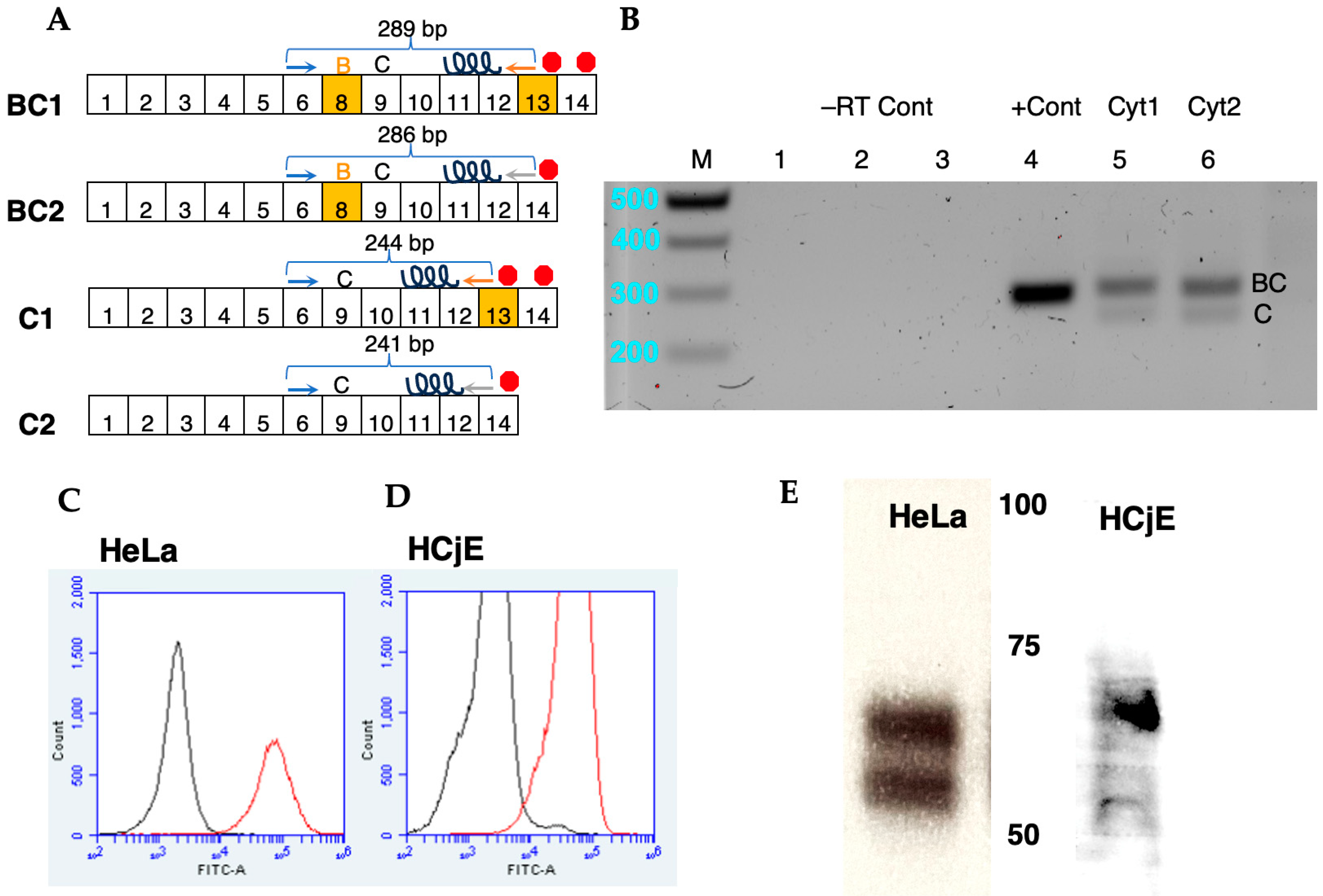 Viruses 16 01827 g003