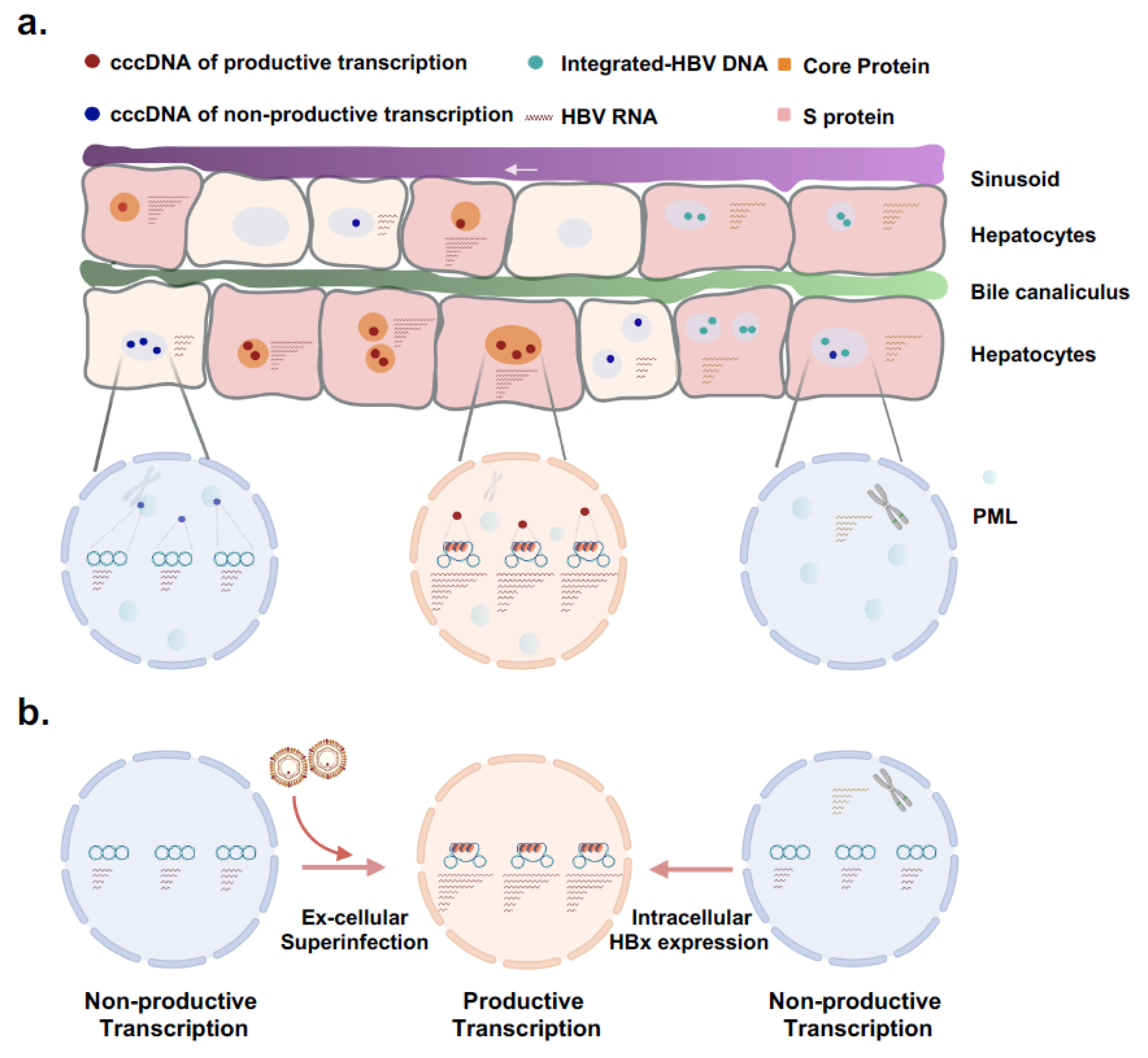 Viruses 16 01828 g001