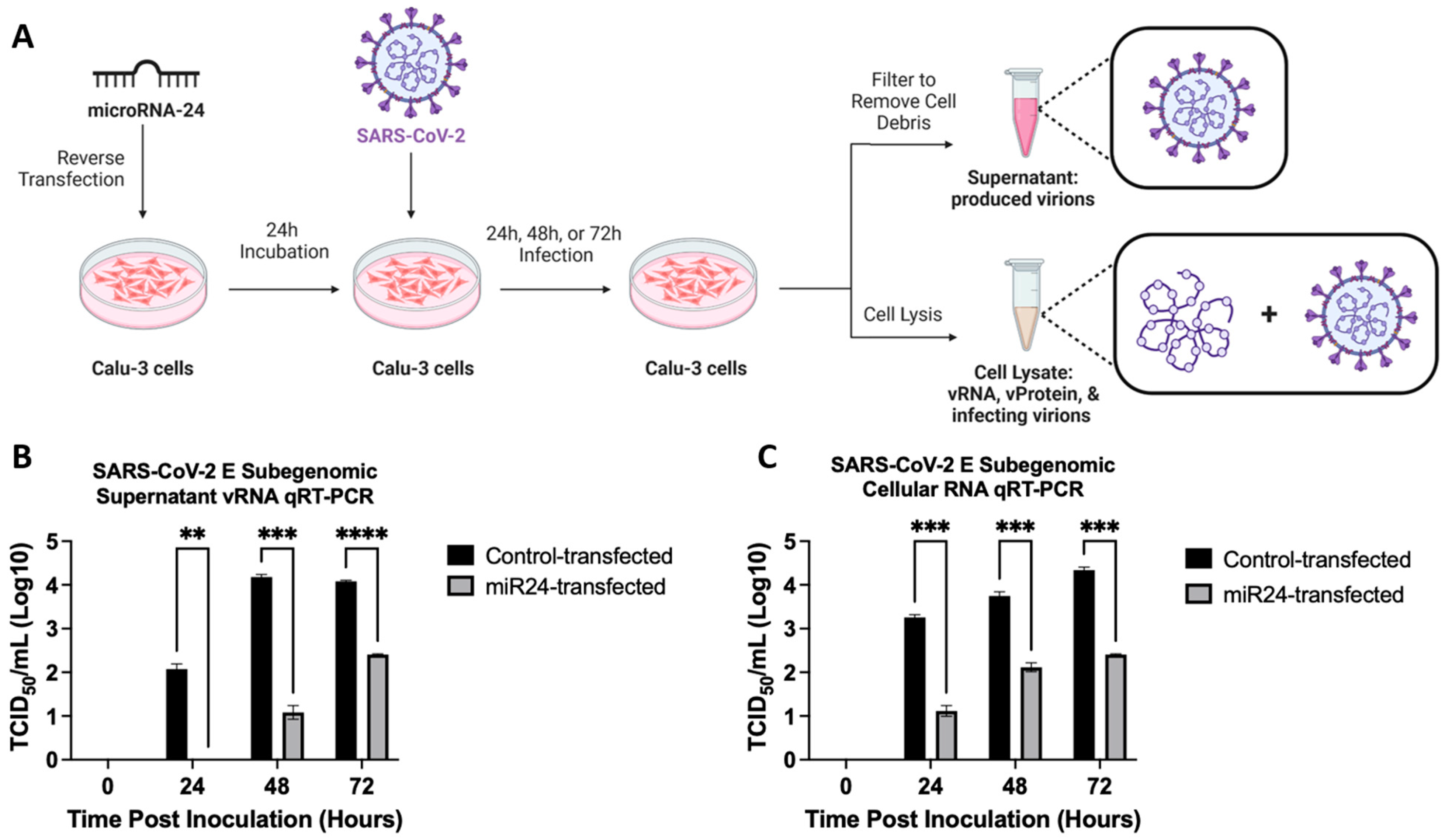 Viruses 16 01844 g001