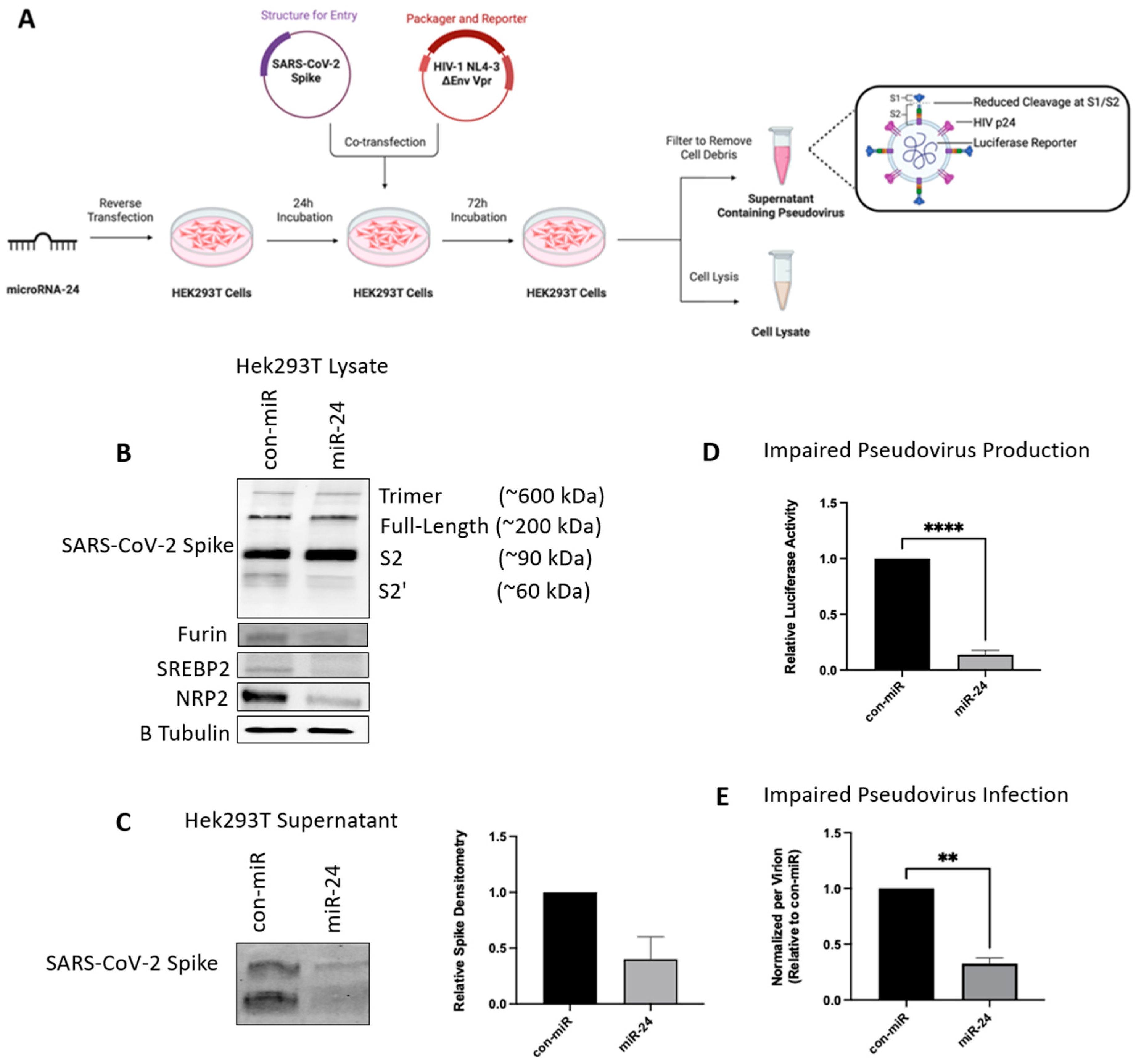 Viruses 16 01844 g006