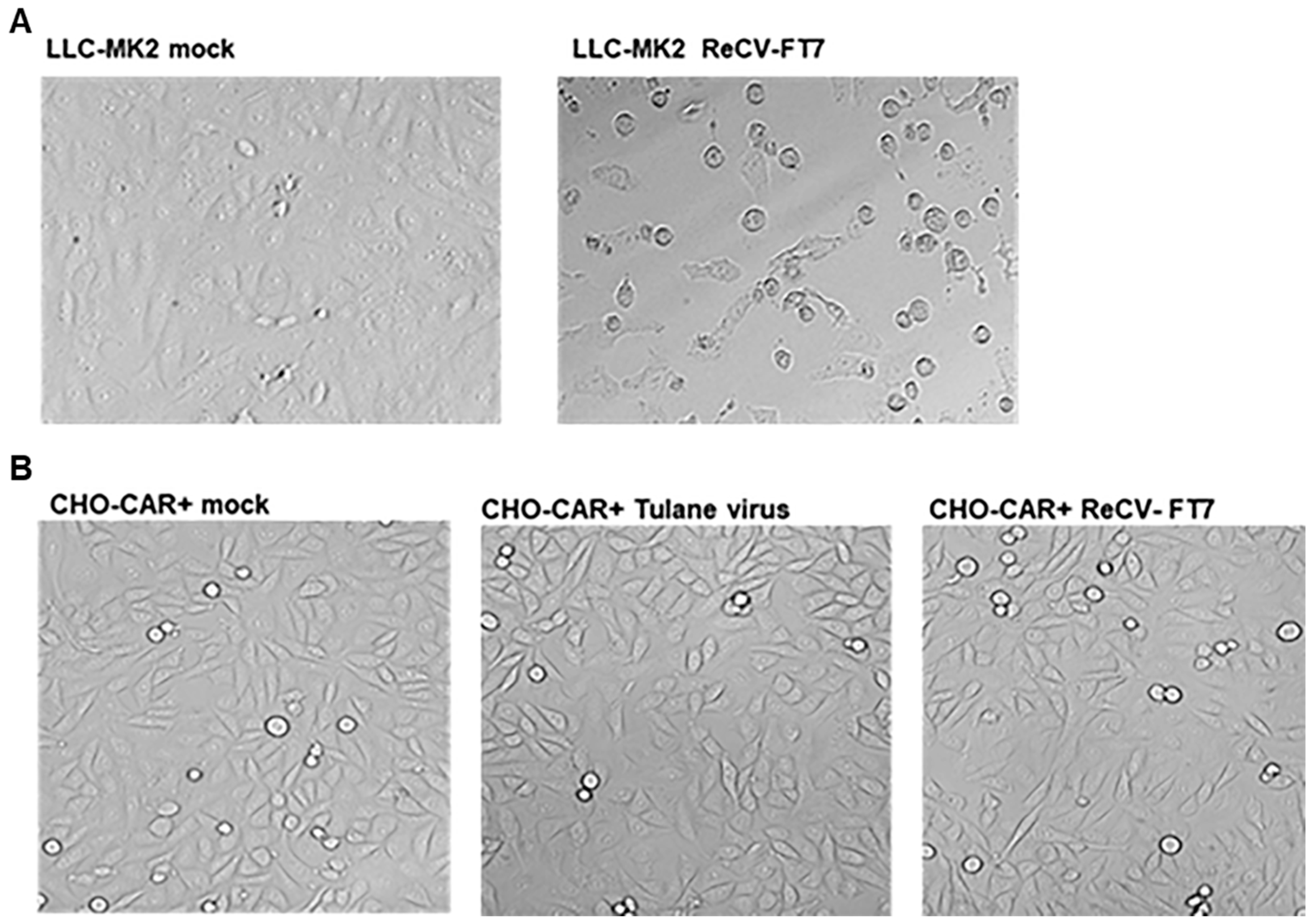Viruses 16 01849 g001