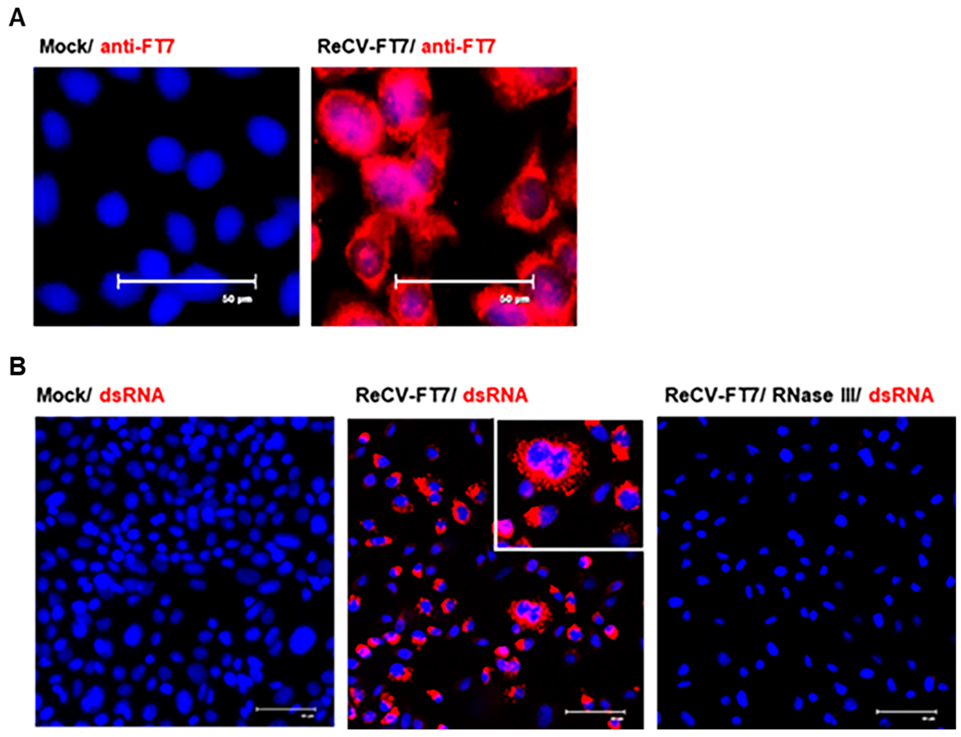 Viruses 16 01849 g004