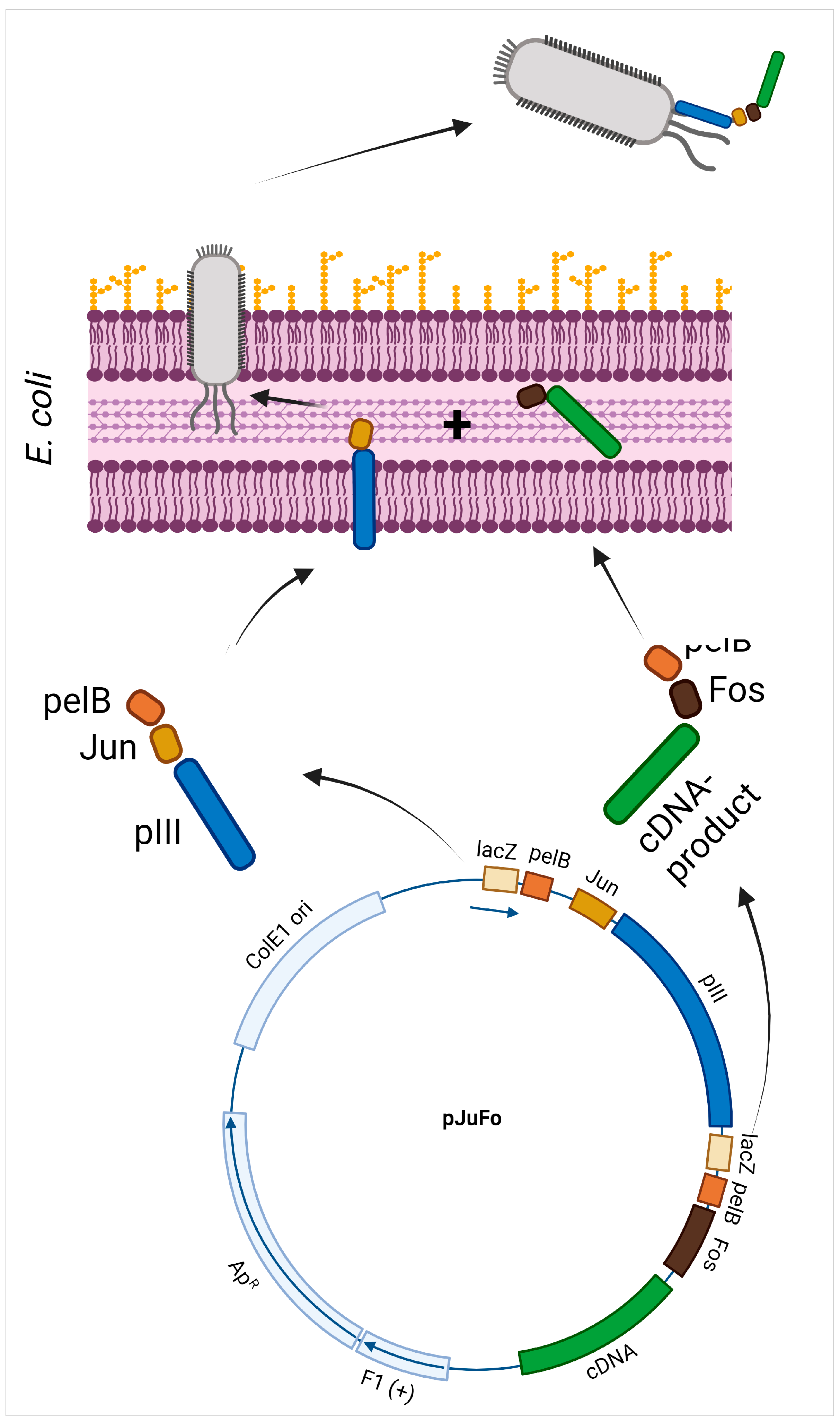 Viruses 16 01855 g003