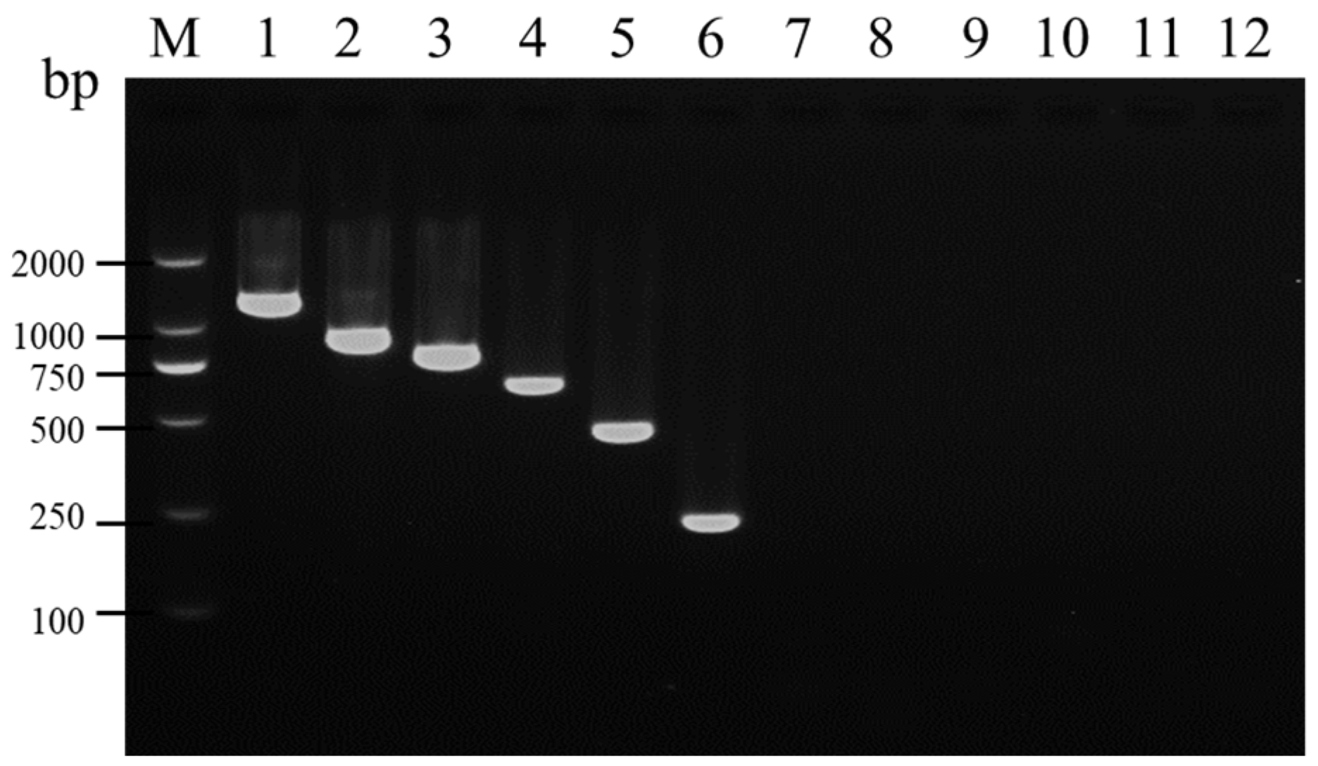 Viruses 16 01858 g001