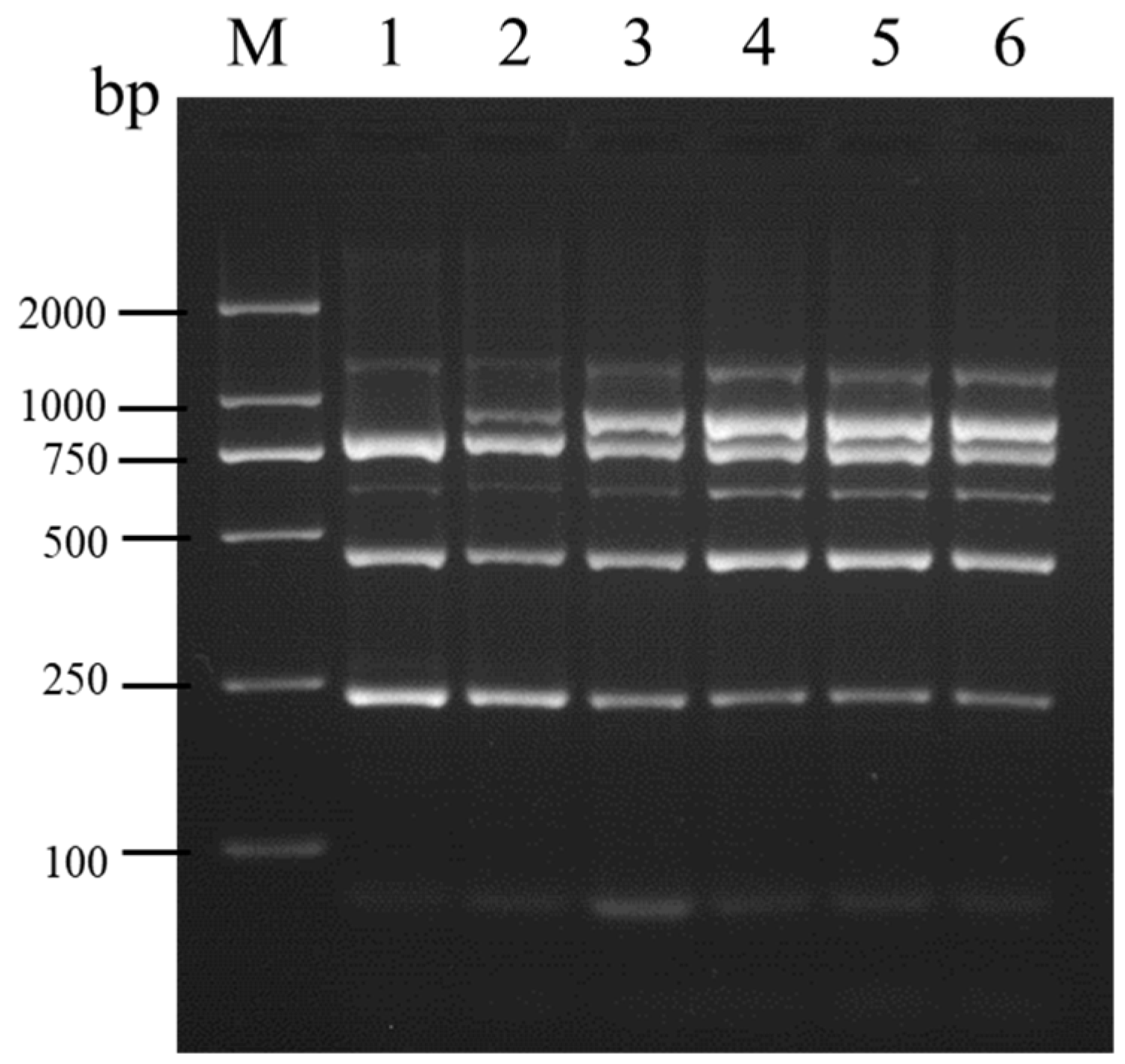 Viruses 16 01858 g002