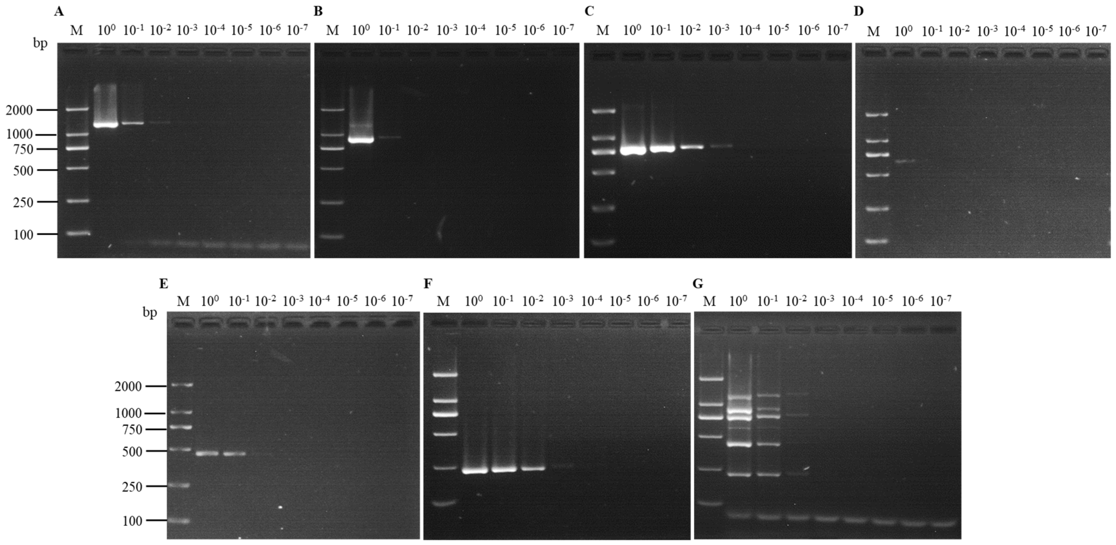 Viruses 16 01858 g005