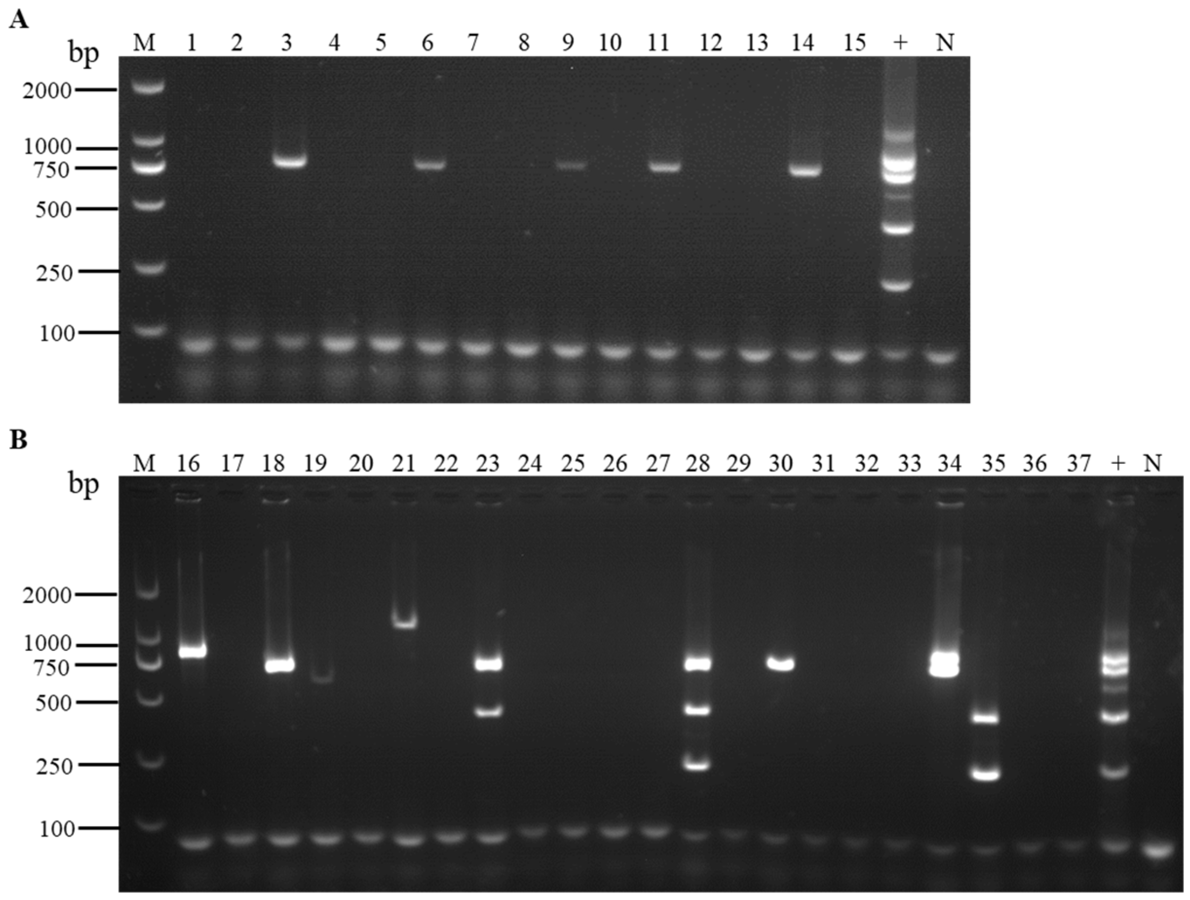 Viruses 16 01858 g006