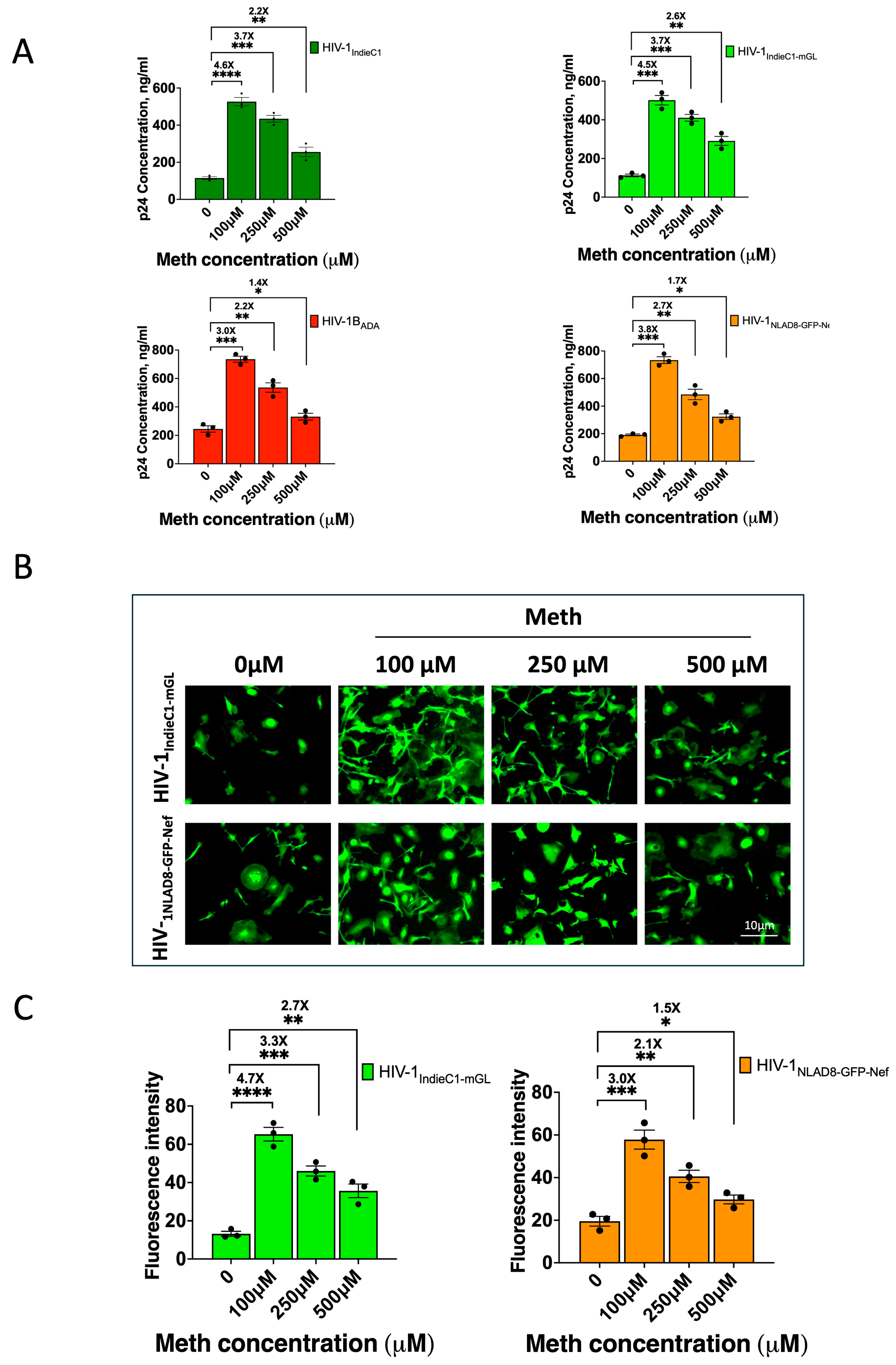 Viruses 16 01859 g005