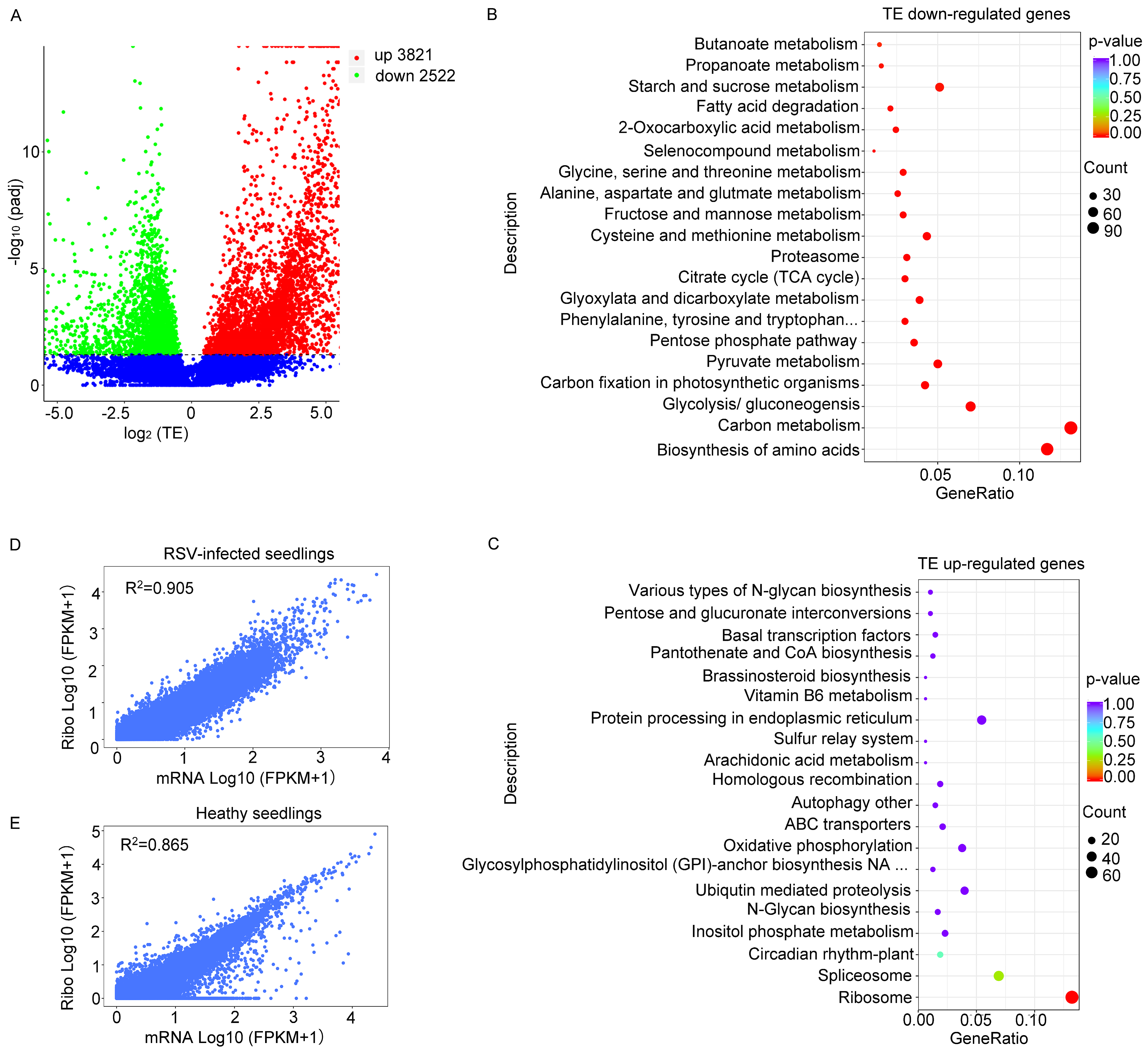 Viruses 16 01866 g003