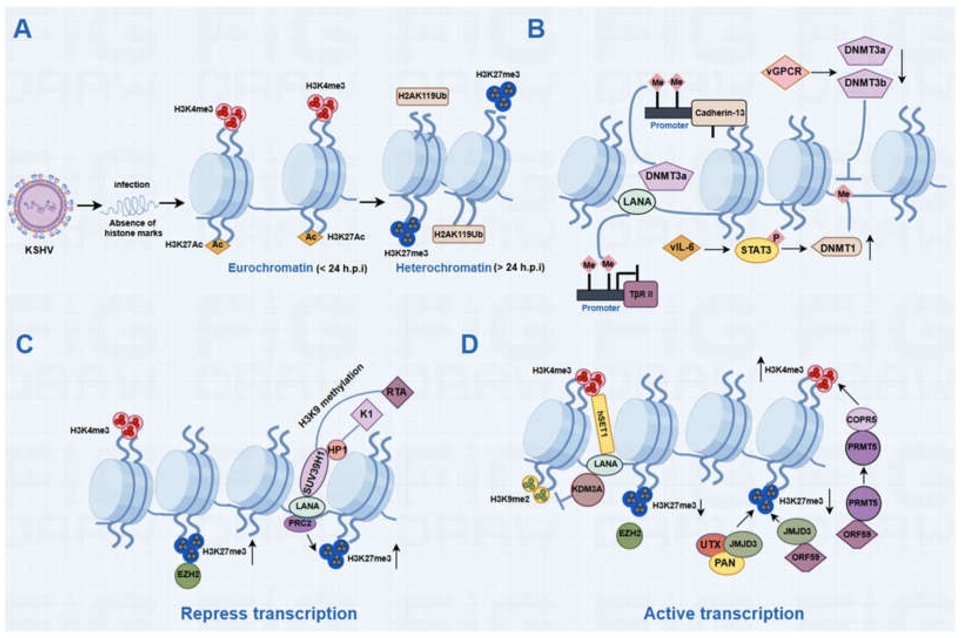 Viruses 16 01870 g001