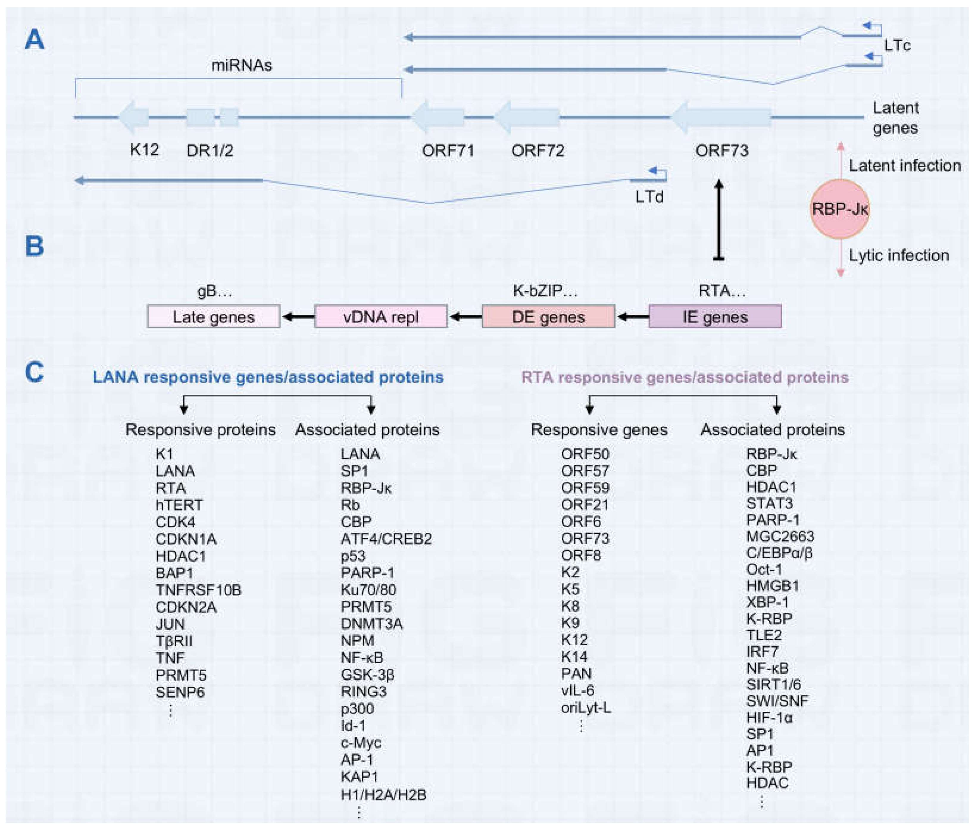 Viruses 16 01870 g002