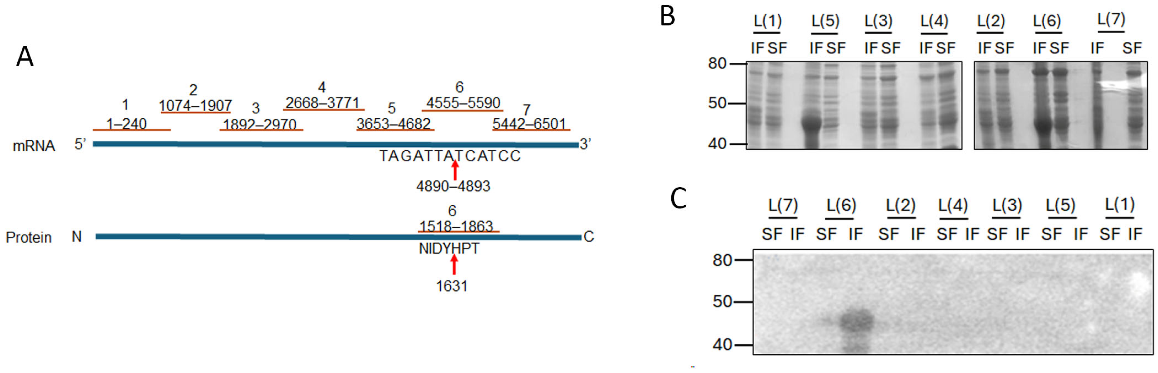 Viruses 16 01881 g005