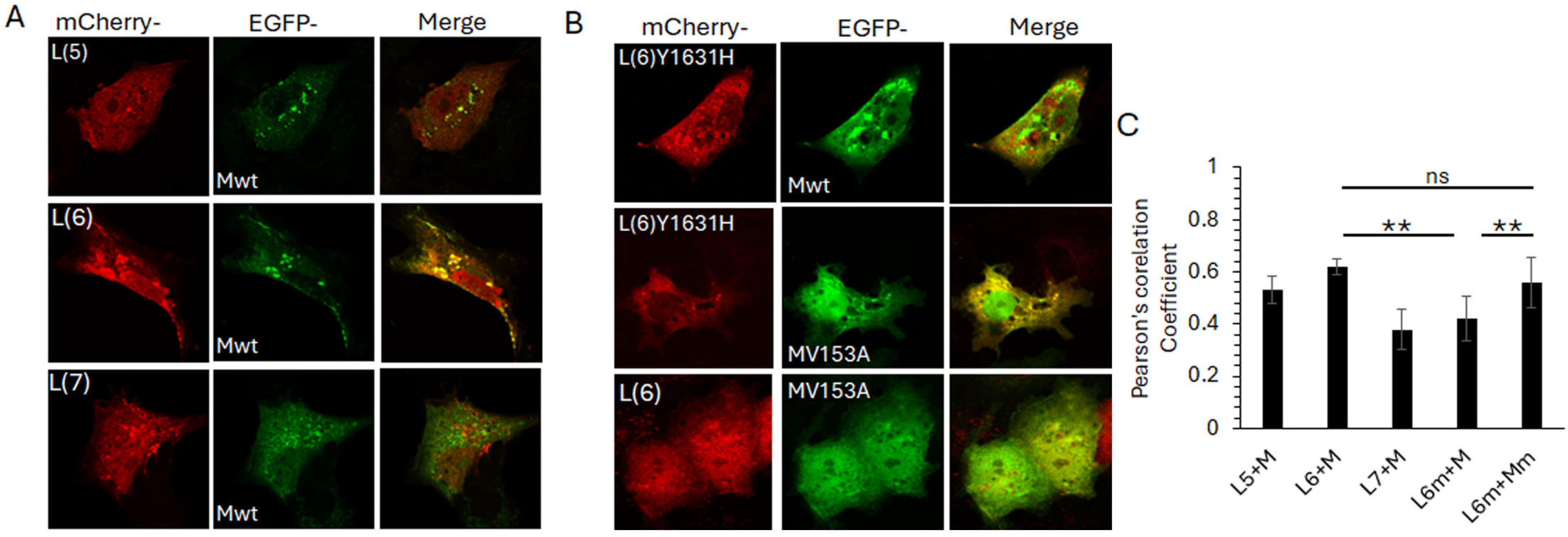 Viruses 16 01881 g006