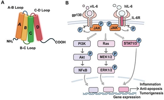 Viruses 16 01900 g001