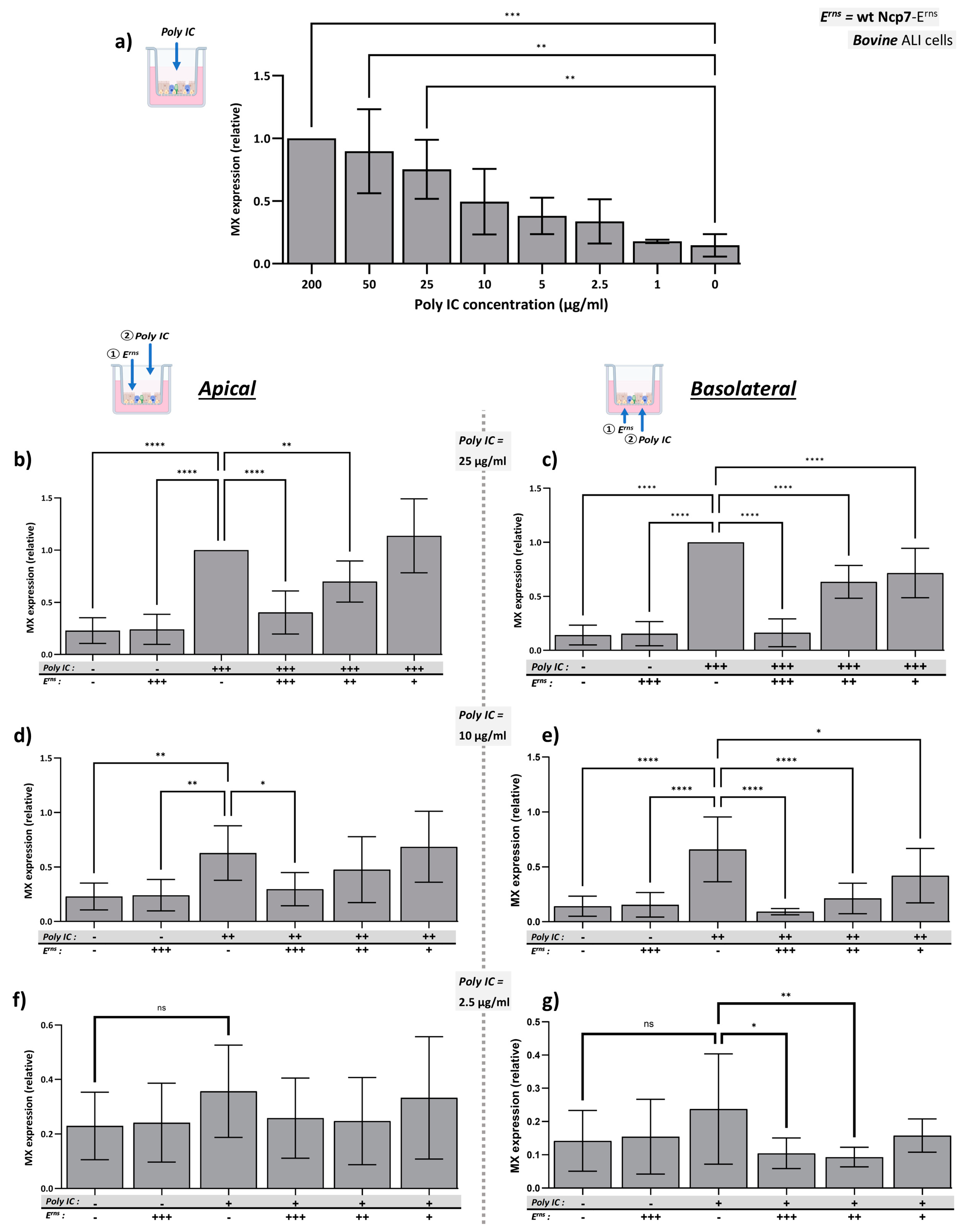 Viruses 16 01908 g001
