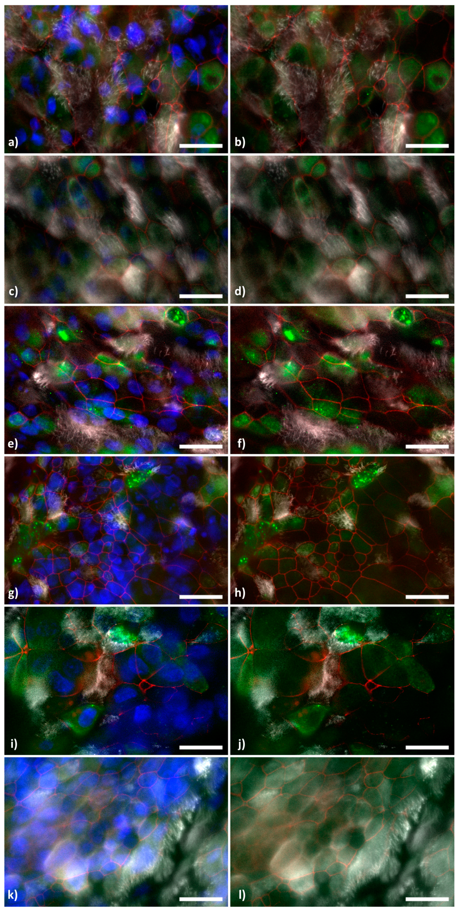 Viruses 16 01908 g006
