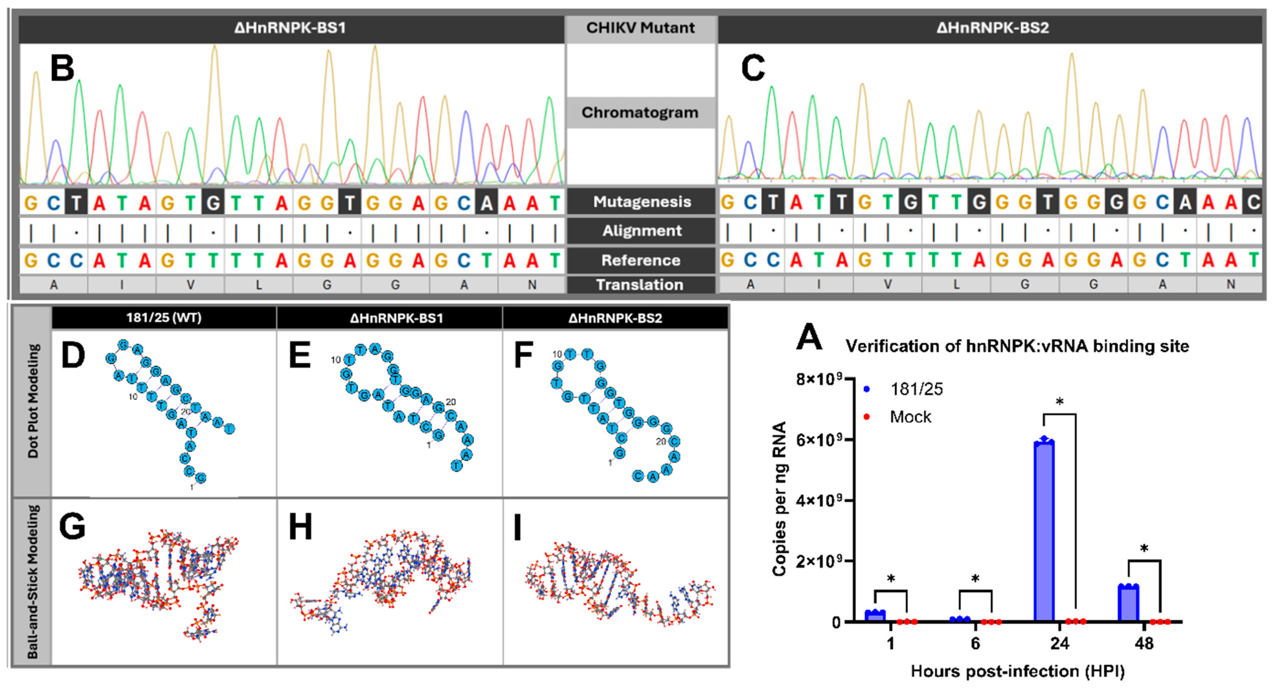 Viruses 16 01918 g001
