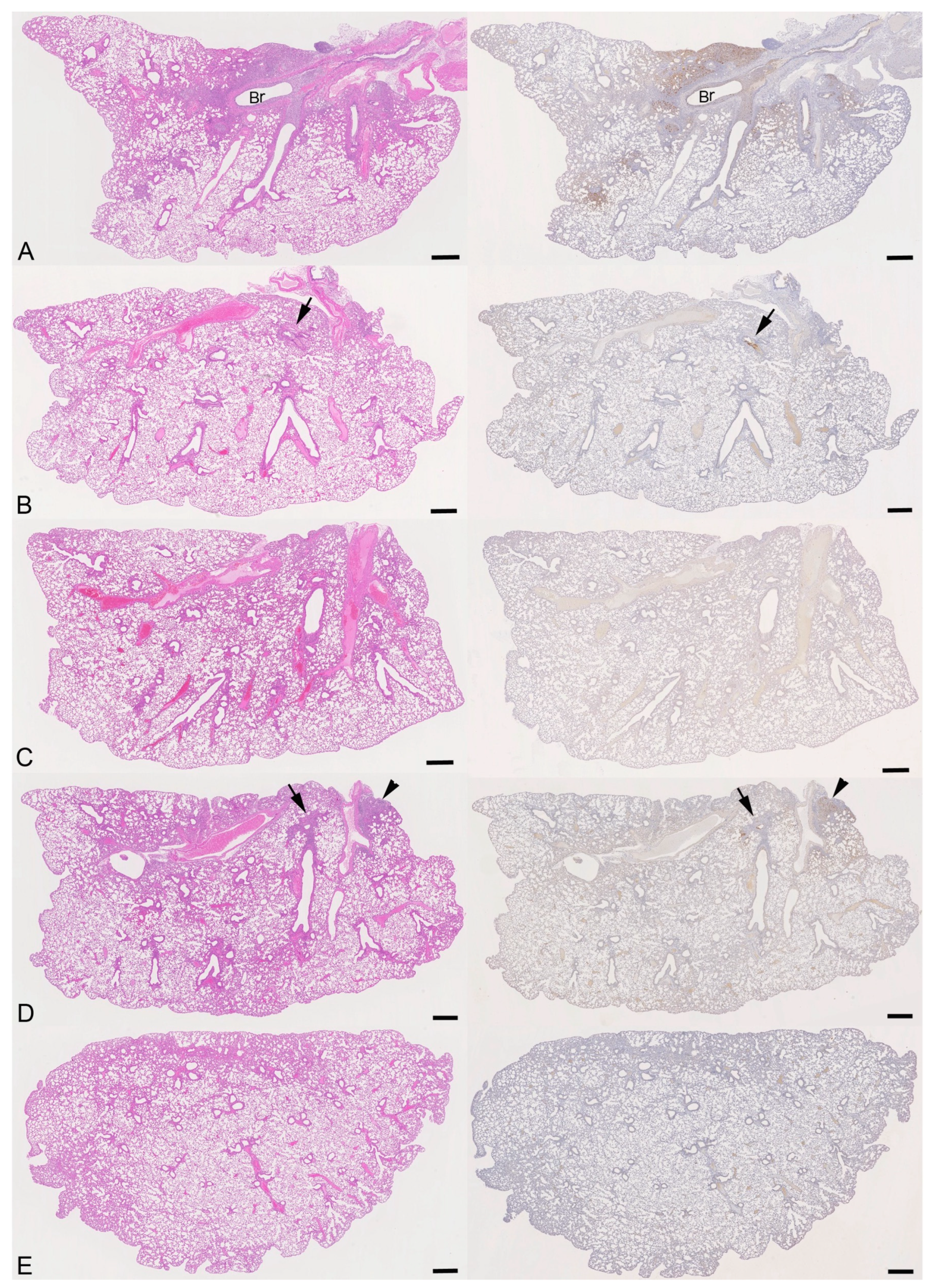 Viruses 16 01919 g010