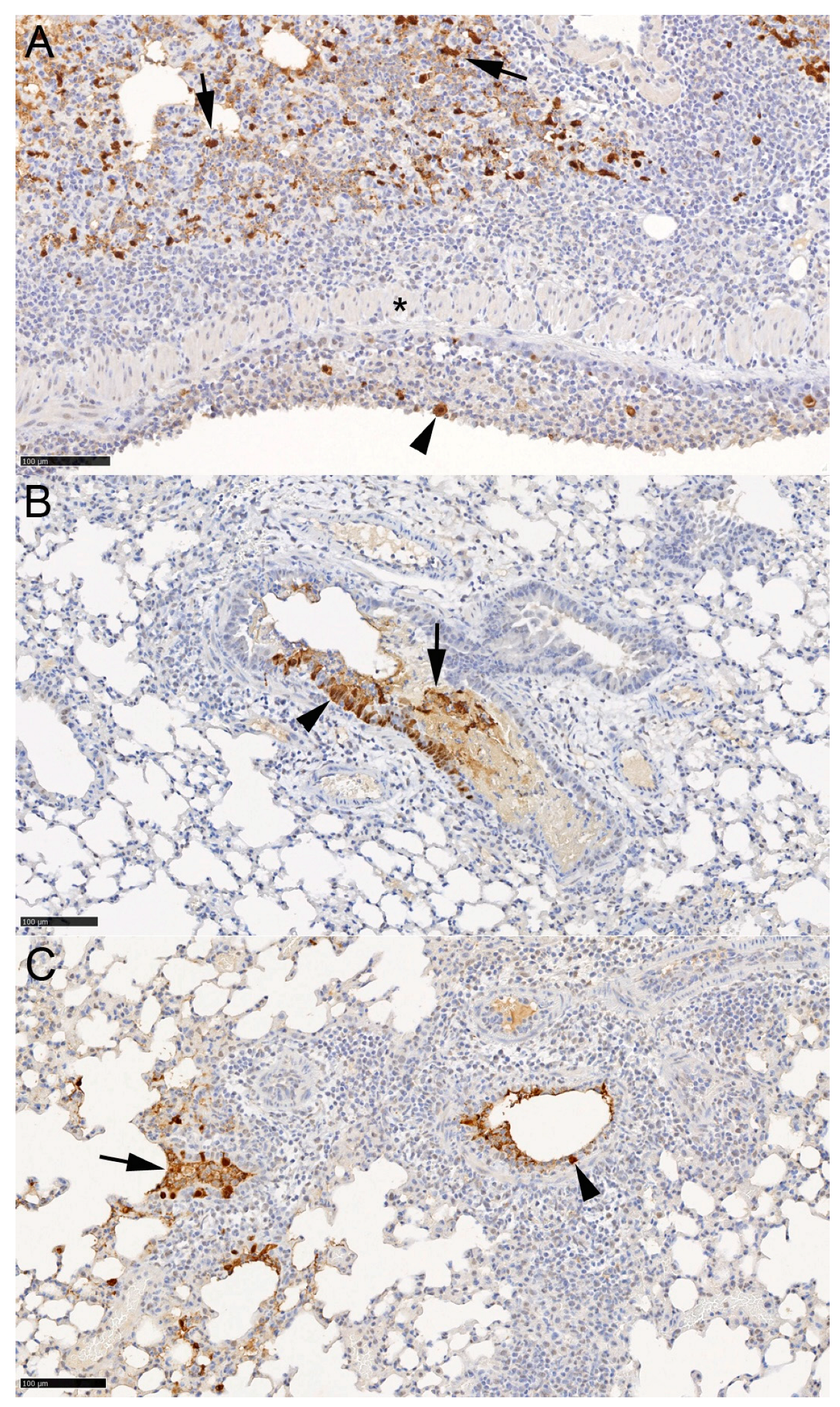 Viruses 16 01919 g011
