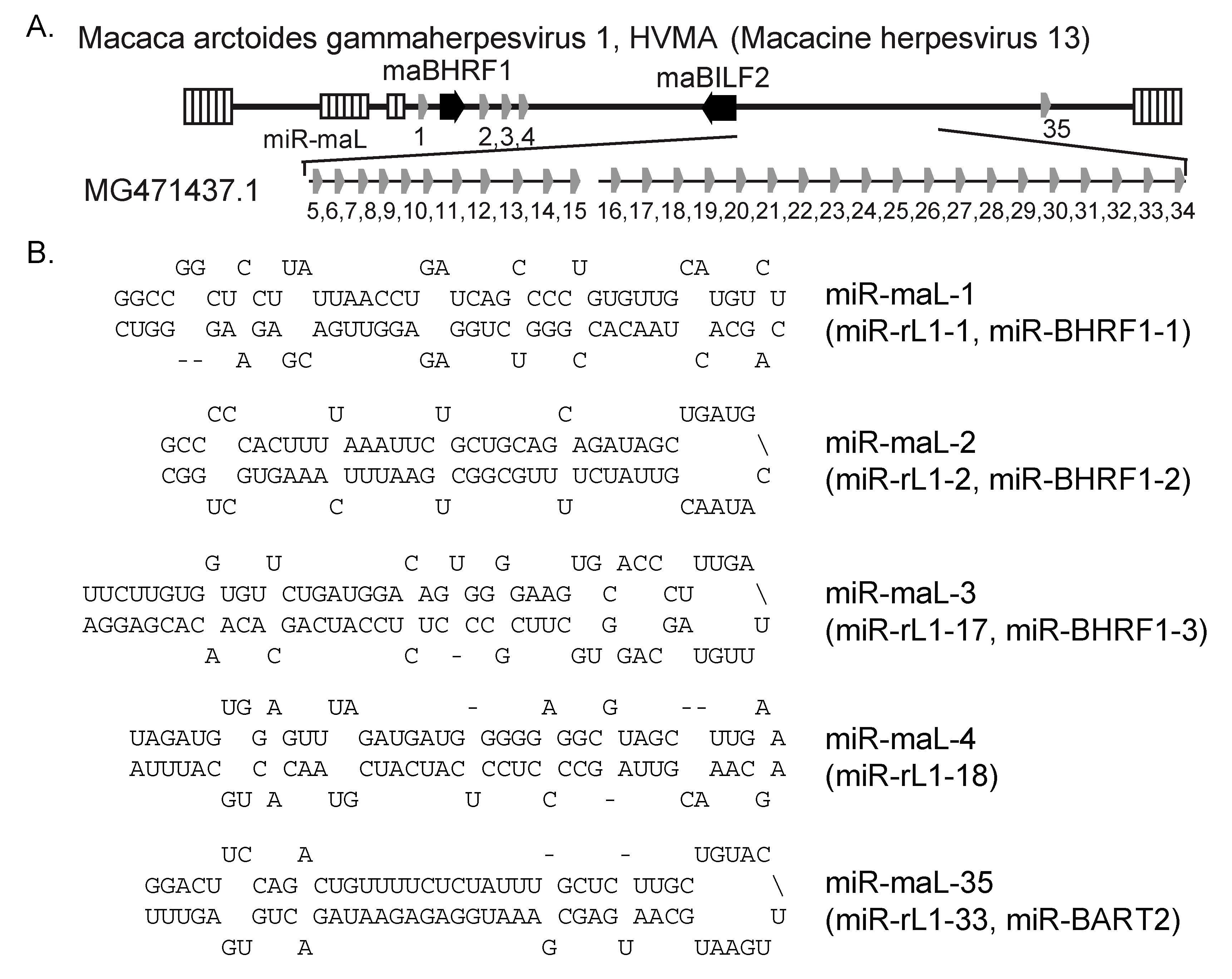 Viruses 16 01923 g003