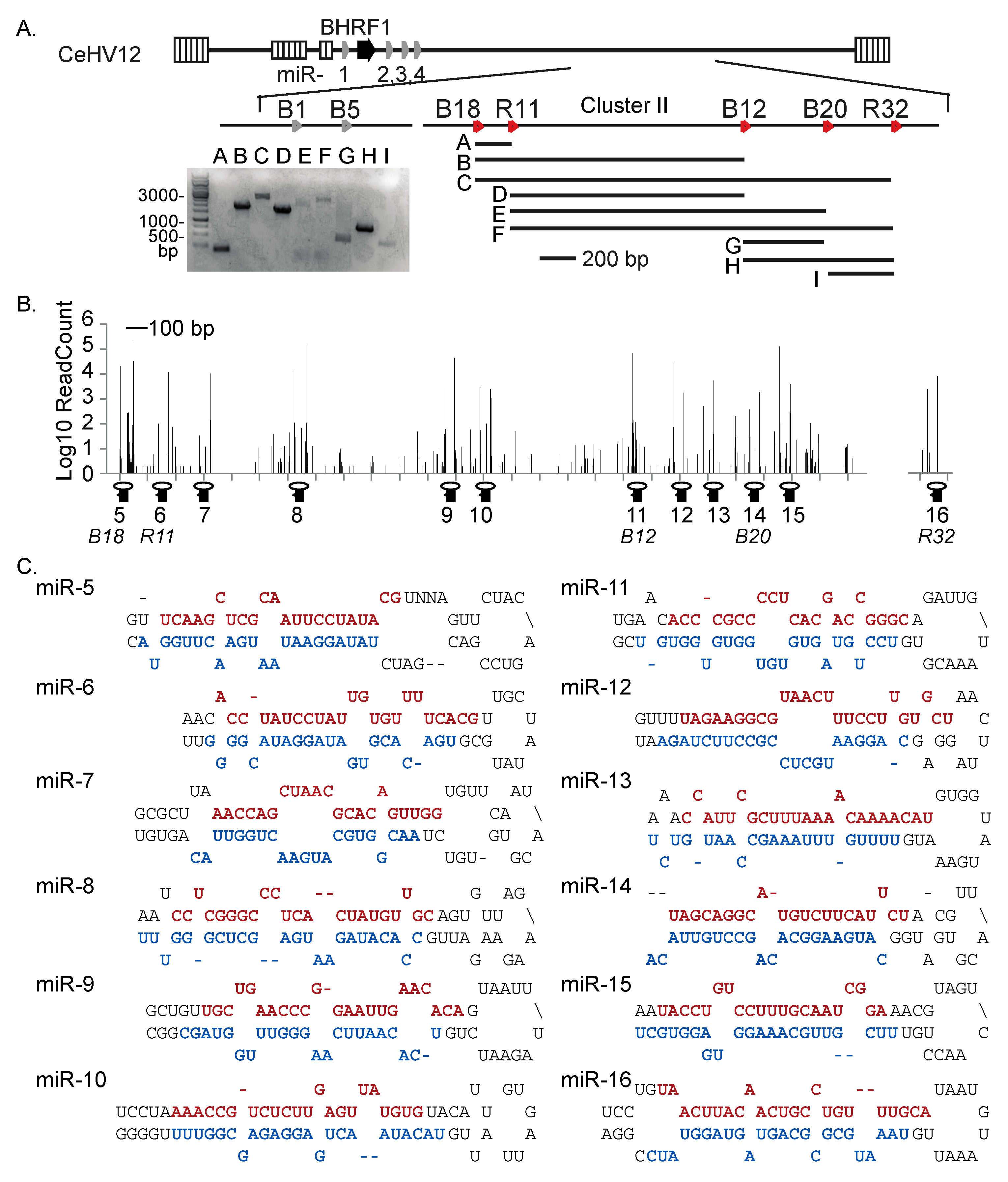 Viruses 16 01923 g005
