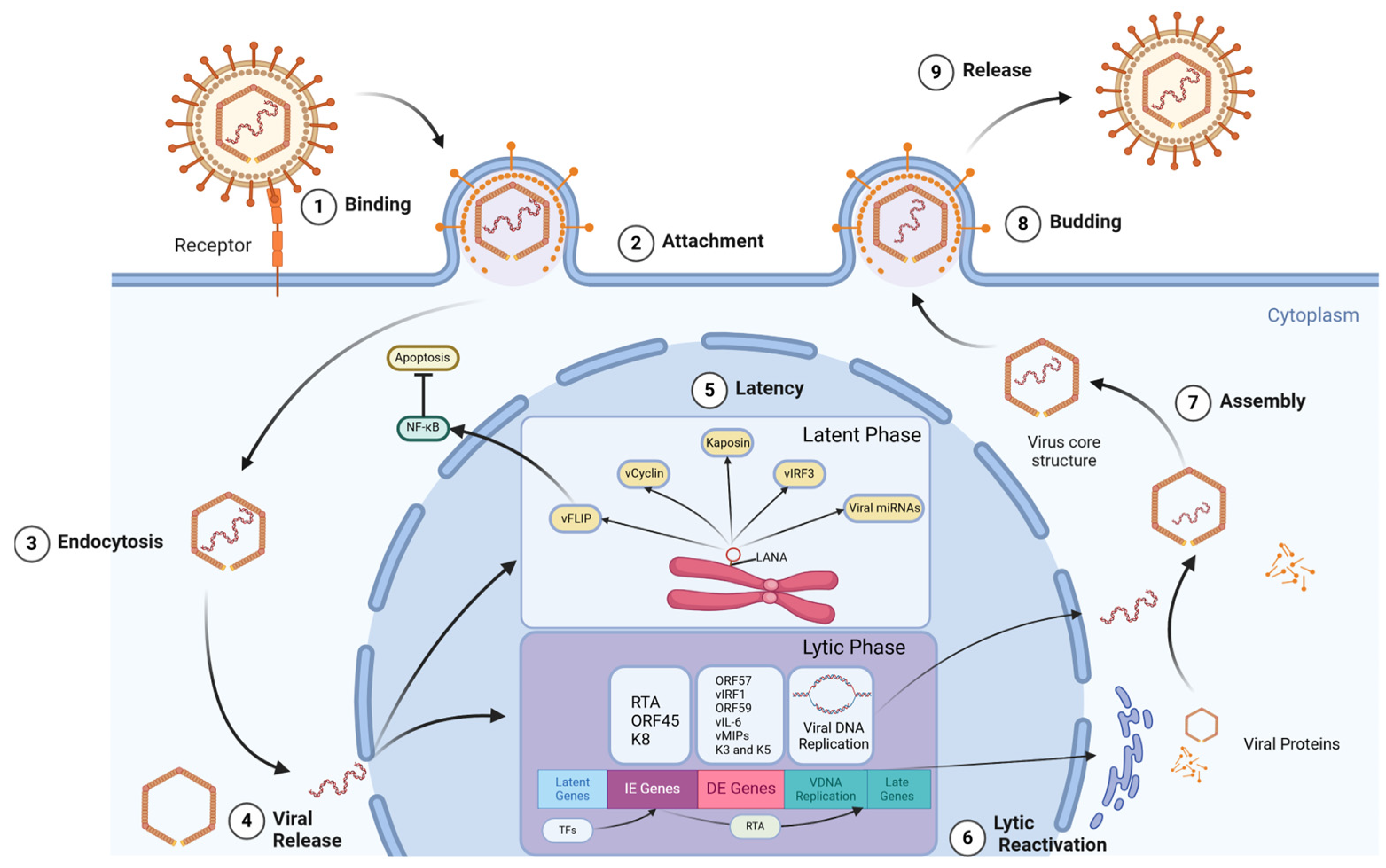 Viruses 16 01928 g002