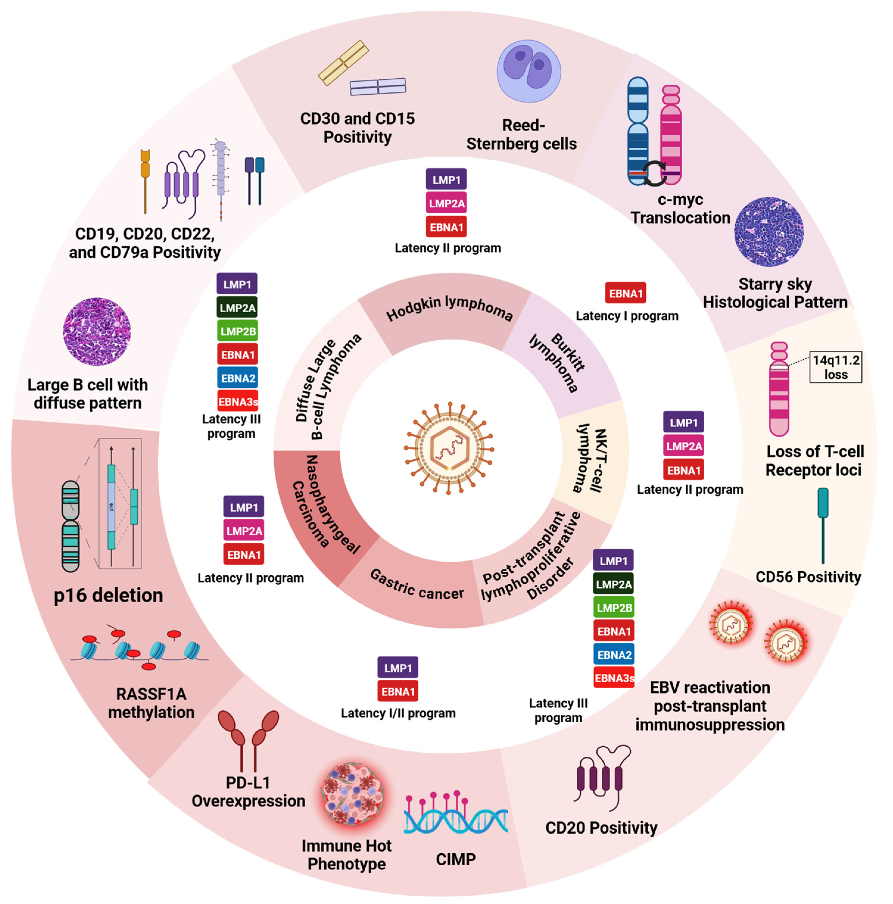 Viruses 16 01928 g005