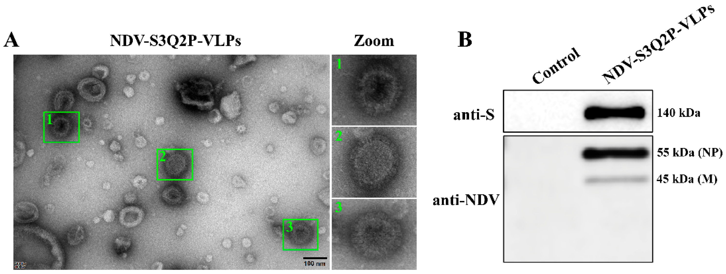 Viruses 16 01932 g002