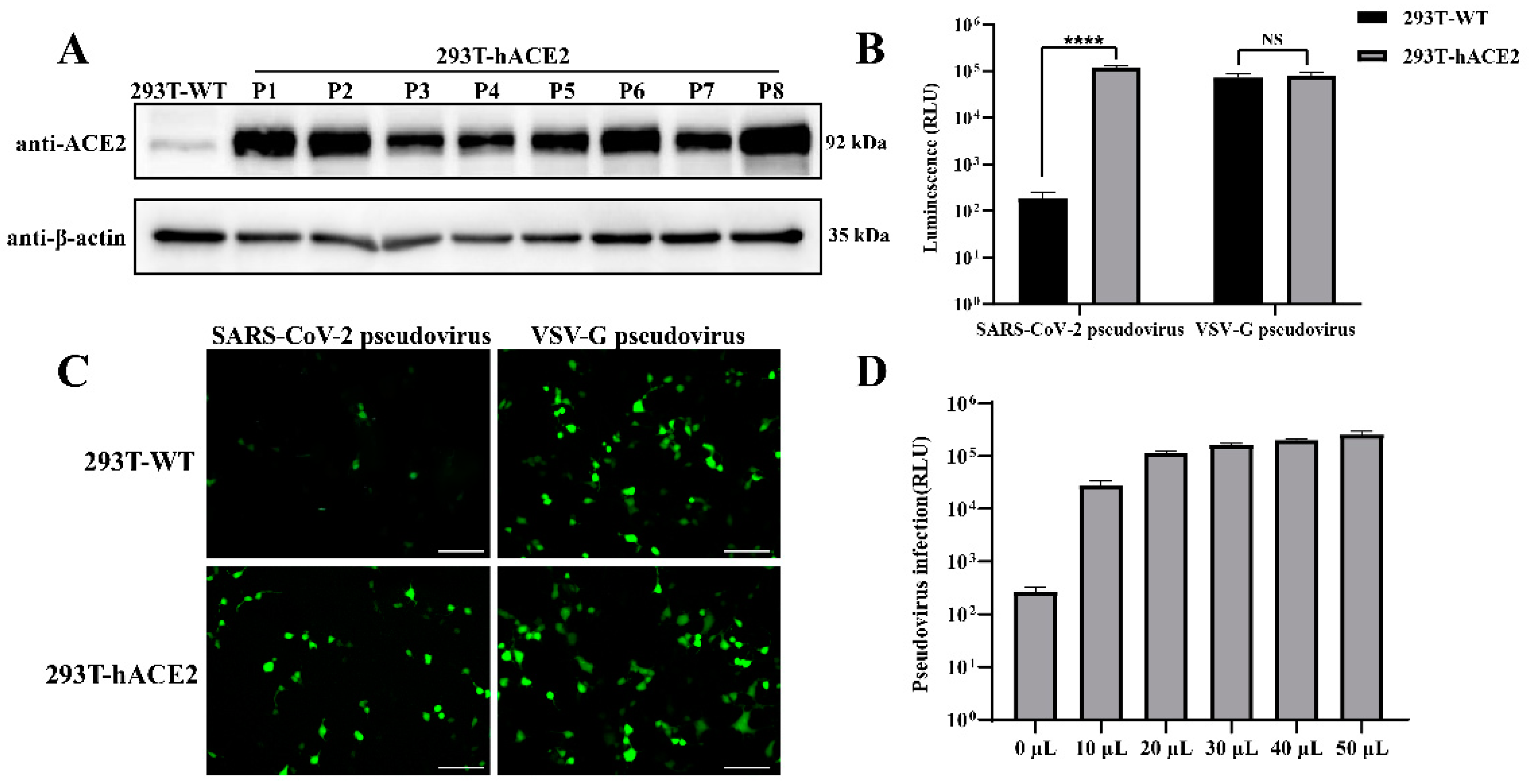 Viruses 16 01932 g003