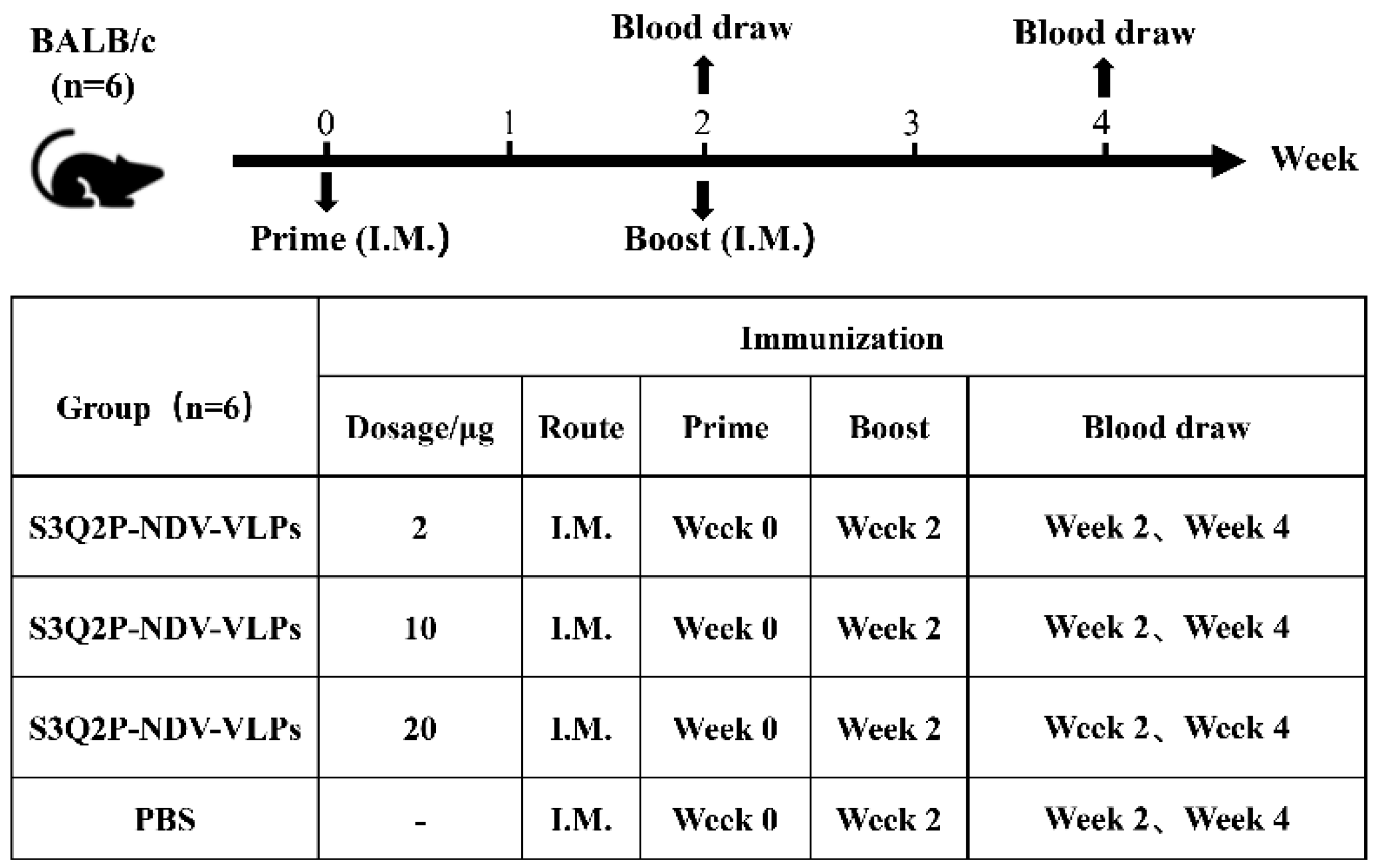 Viruses 16 01932 g004