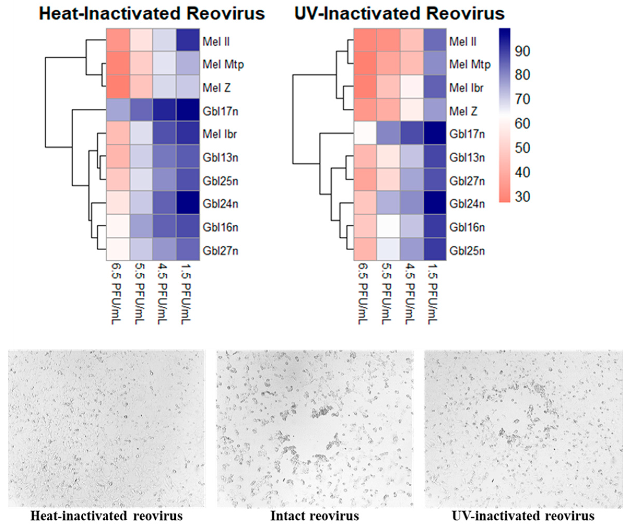 Viruses 16 01944 g002 Viruses 16 01944 g002