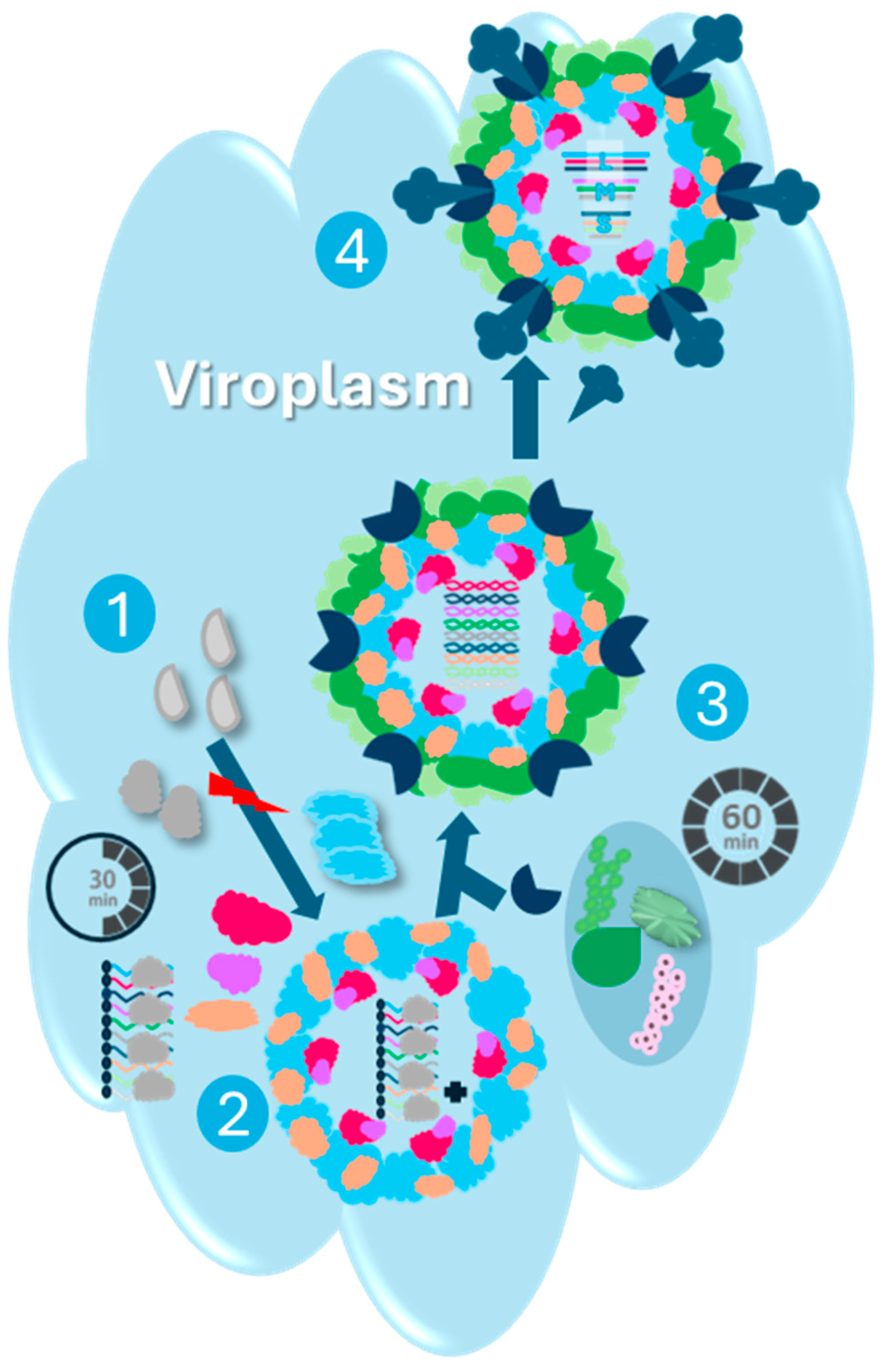 Viruses 16 01966 g007