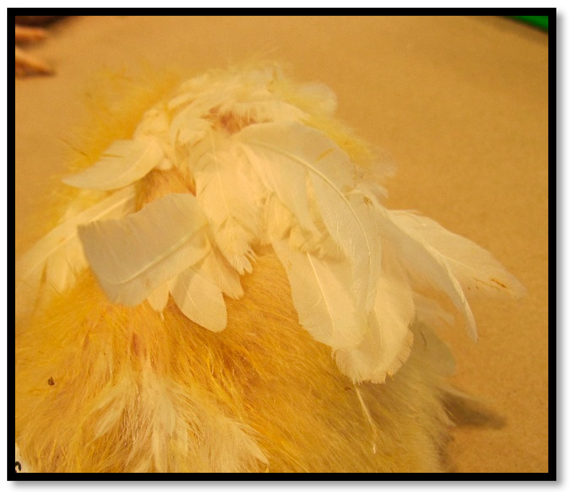 Viruses 16 01966 g009