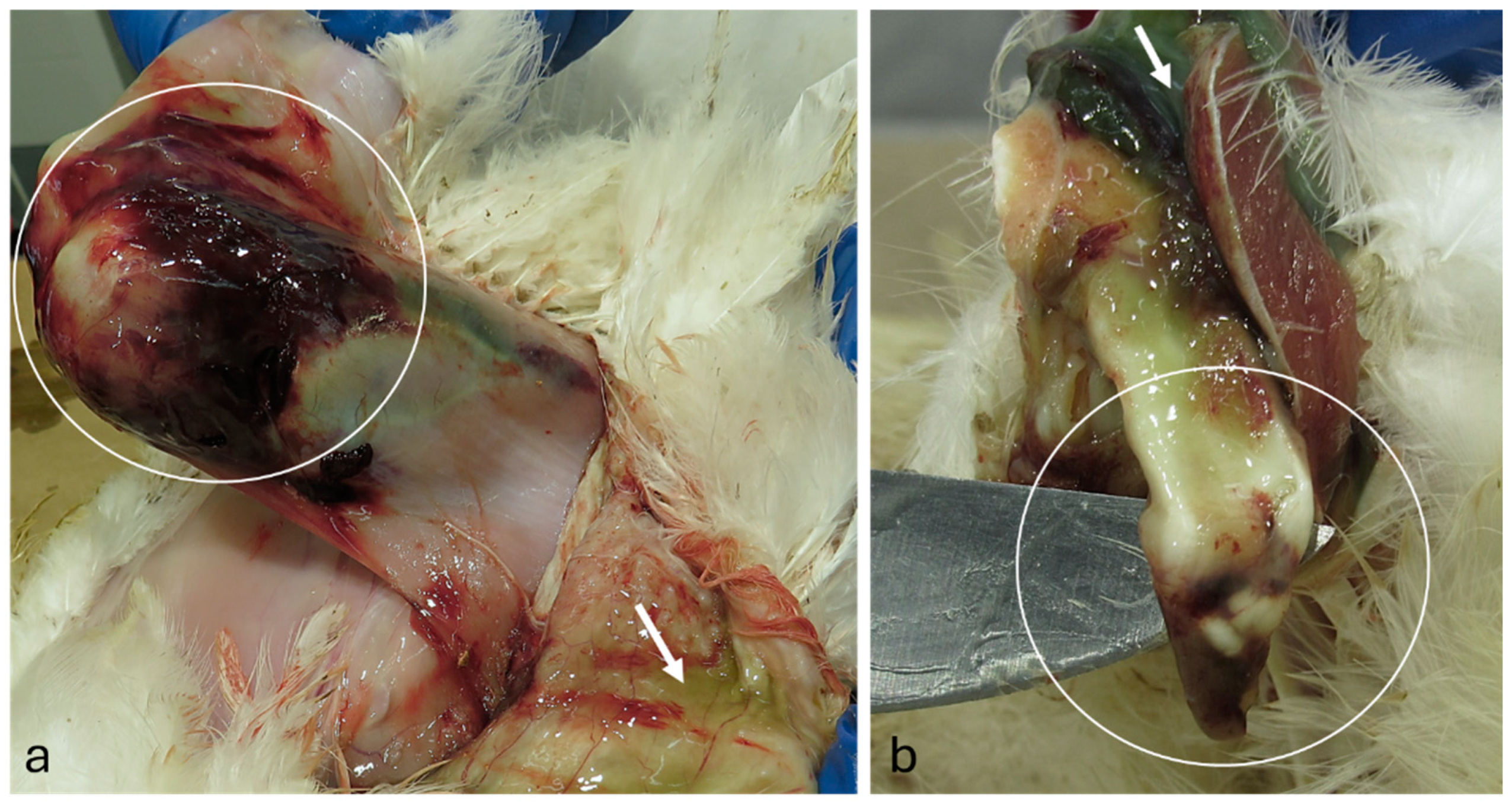 Viruses 16 01966 g010