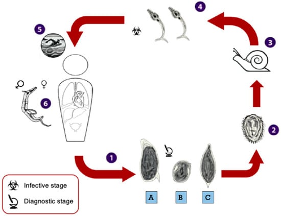 Viruses 17 00029 g0a3